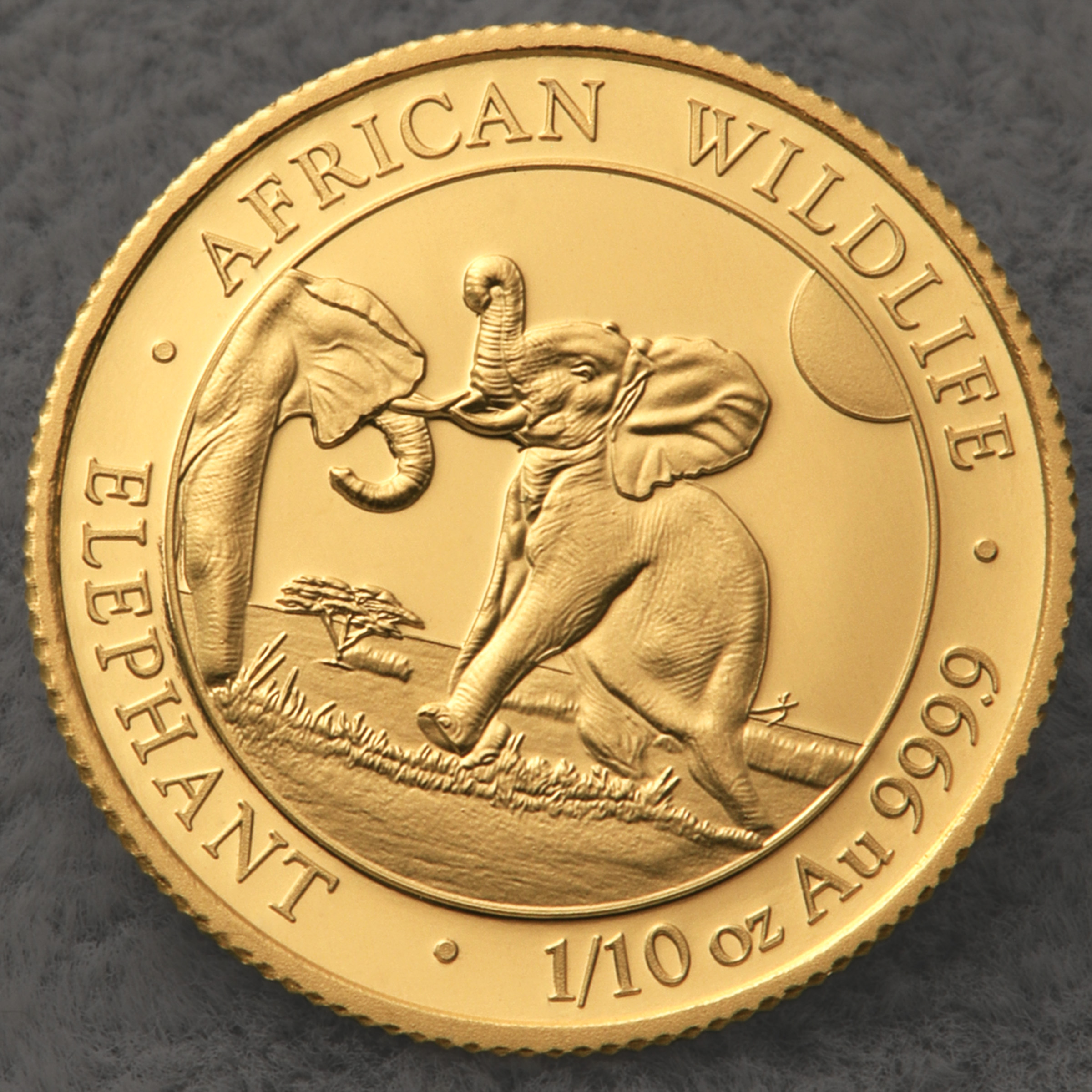 Goldmünze 1/10oz "Elefant" 2024 African Wildlife (Somalia) - Detailansicht 4