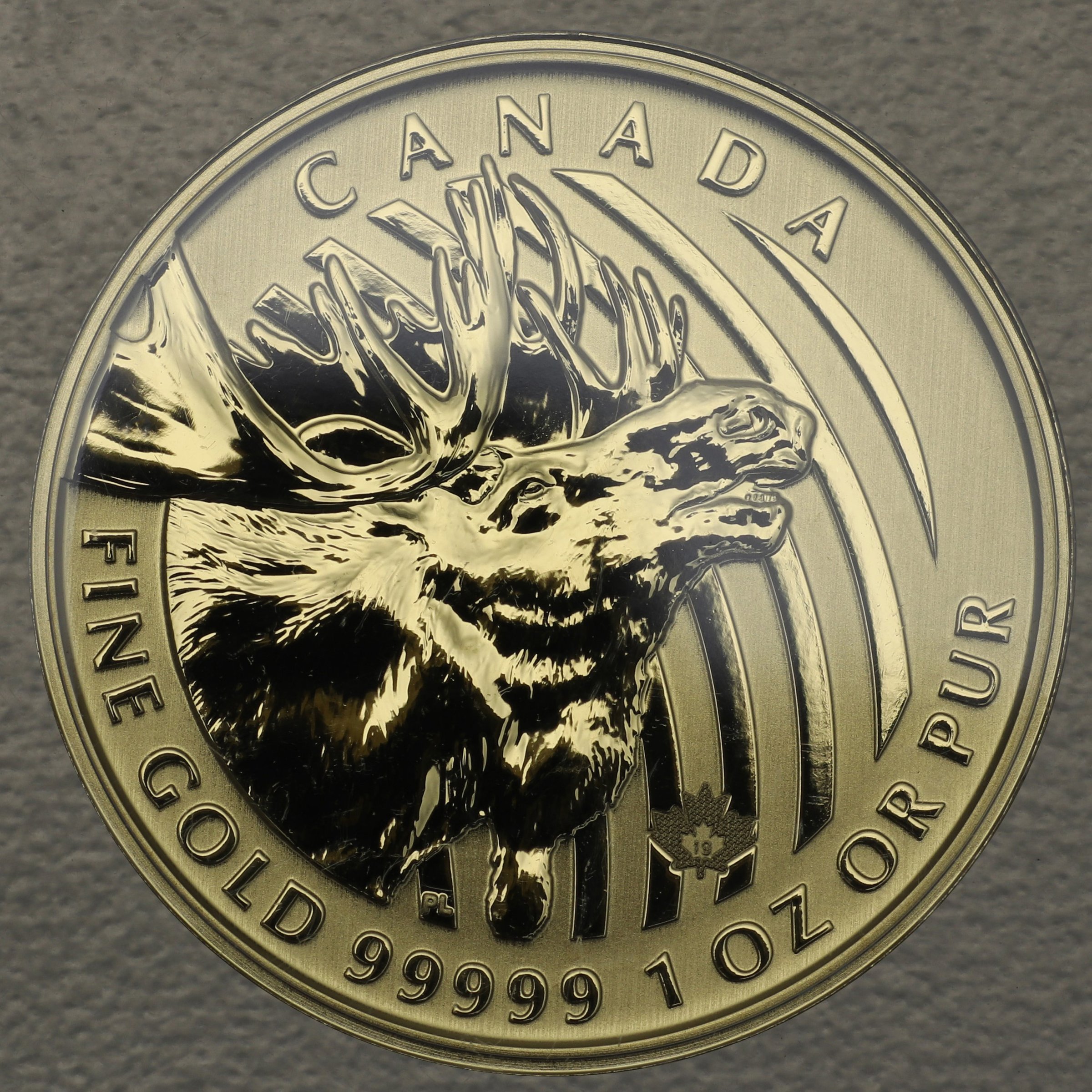 Goldmünze 1oz "Moose" 2019 Call of the wild (Kanada) - Hauptansicht