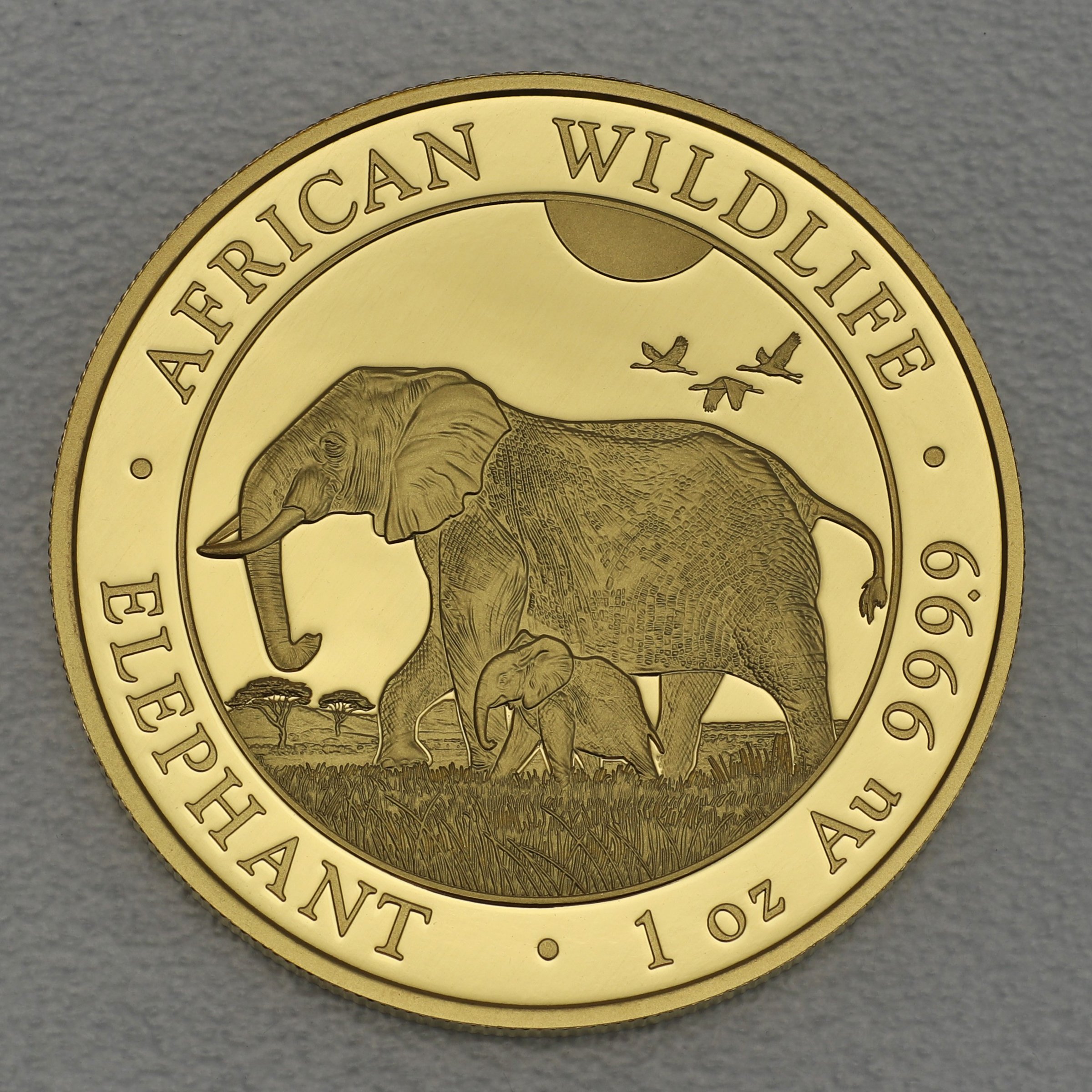 Goldmünze 1oz "Elefant" 2022 African Wildlife (Somalia) - Hauptansicht