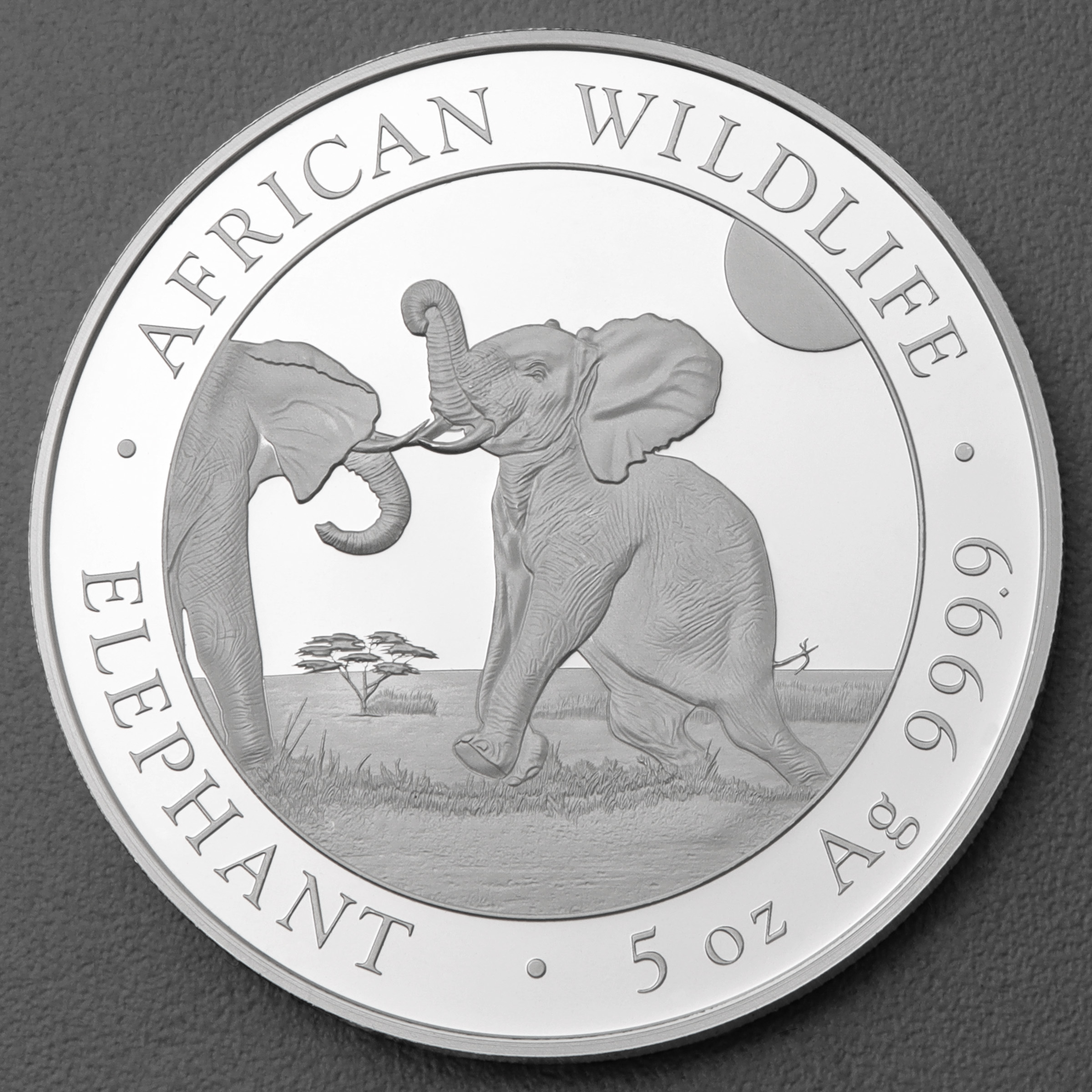 Silbermünze 5oz "Elefant" 2024 African Wildlife diff. (Somalia) - Hauptansicht