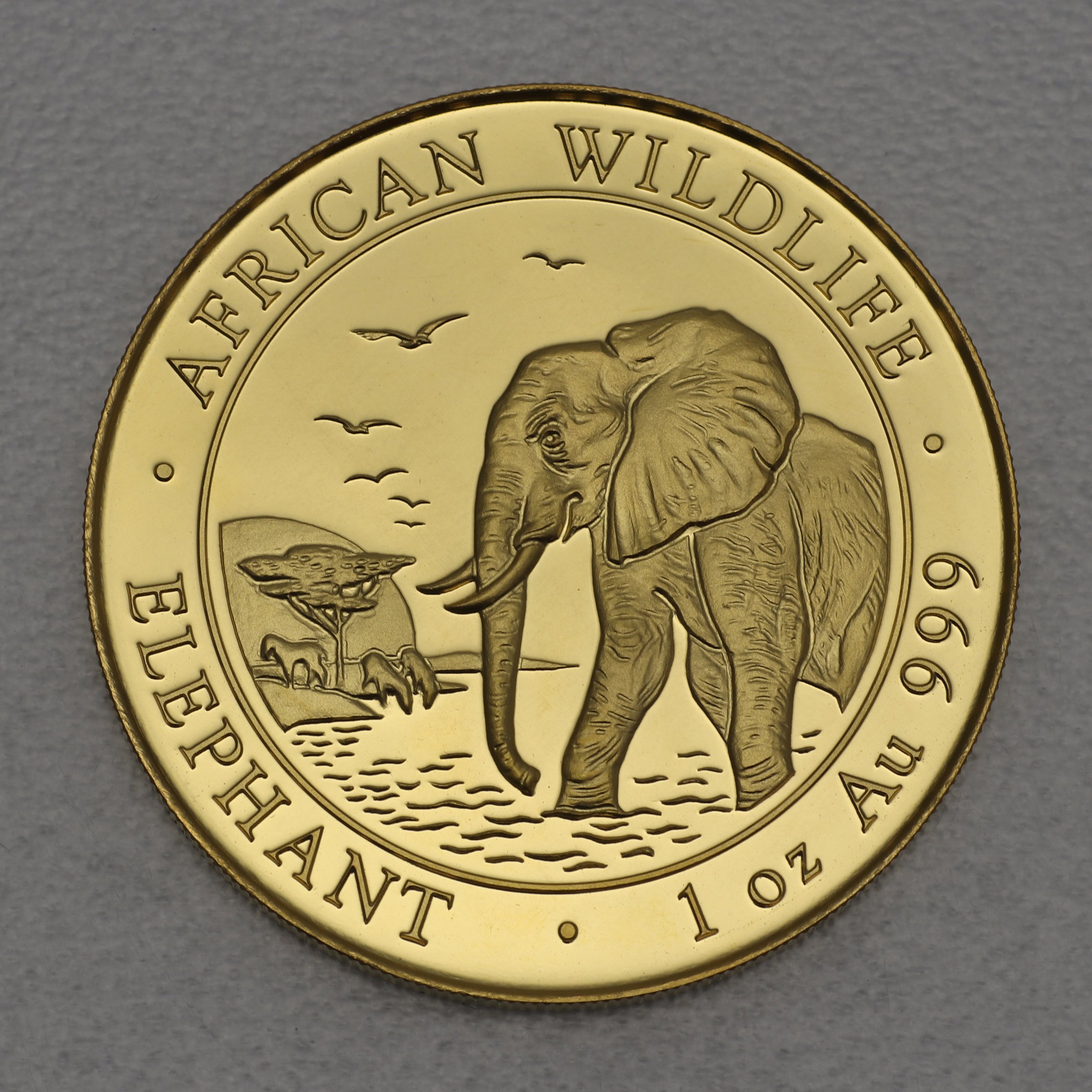 Goldmünze 1oz "Elefant" 2010 African Wildlife (Somalia) - Hauptansicht