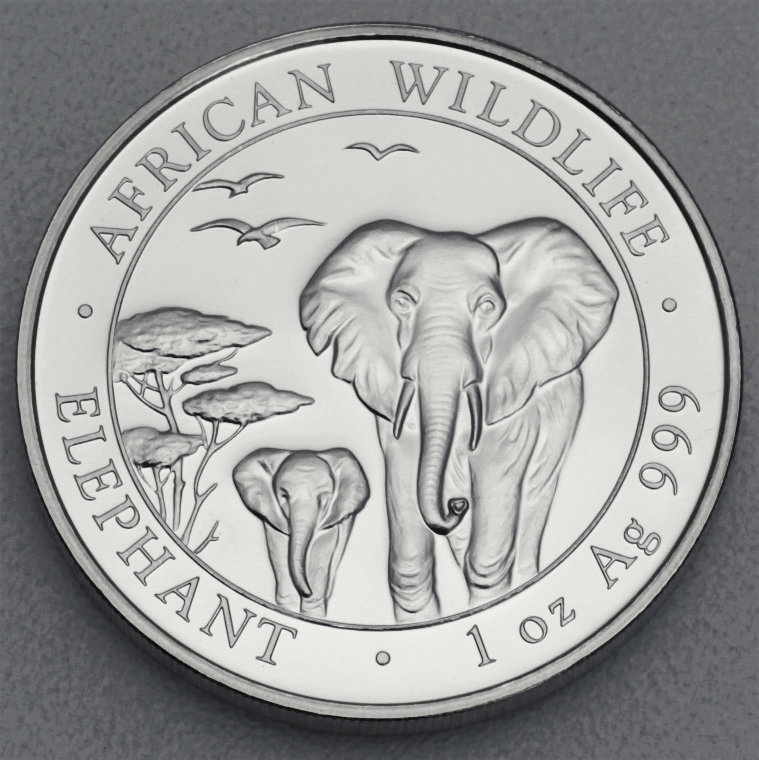 Silbermünze 1oz "Elefant" 2015 African Wildlife diff. (Somalia) - Hauptansicht