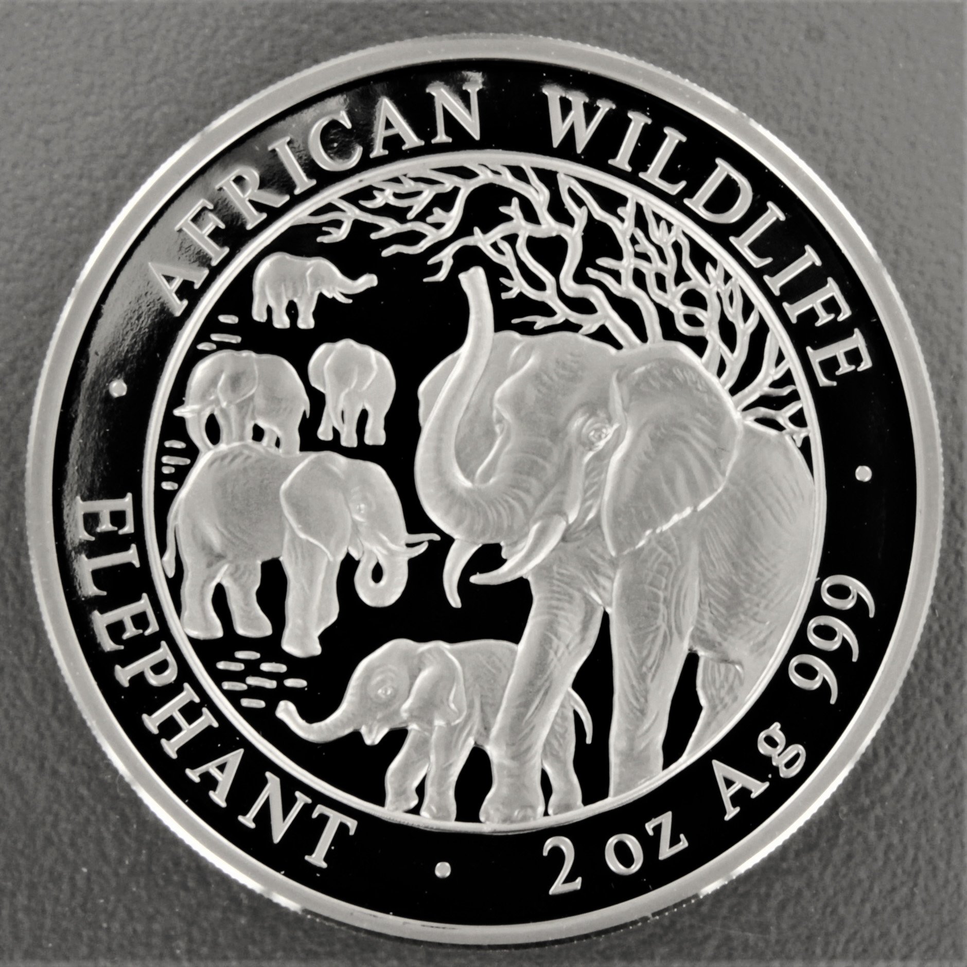 Silbermünze 2oz "Elefant" 2008 African Wildlife (Somalia) - Hauptansicht