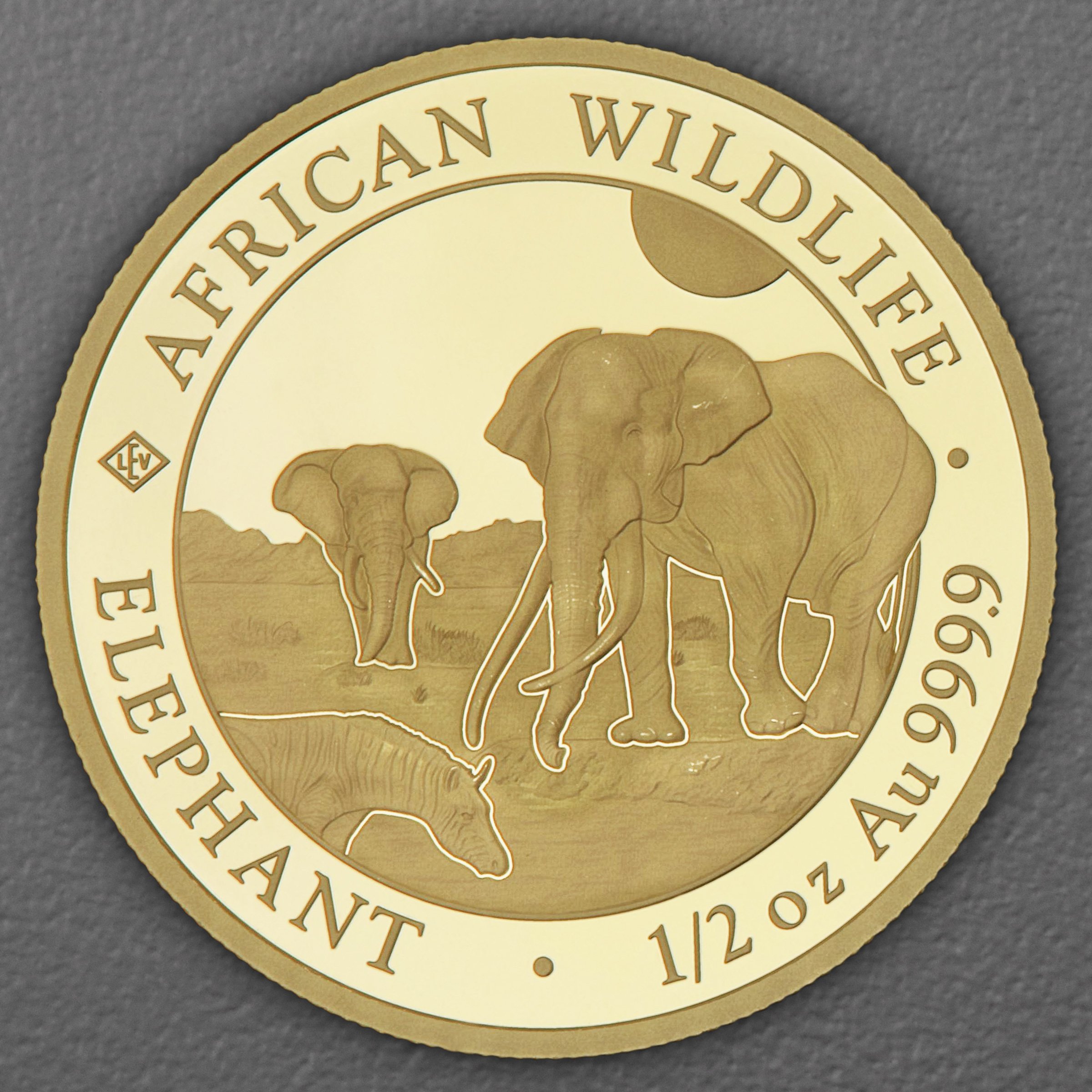 Goldmünze 1/2oz "Elefant" 2026 African Wildlife (Somalia) - Hauptansicht