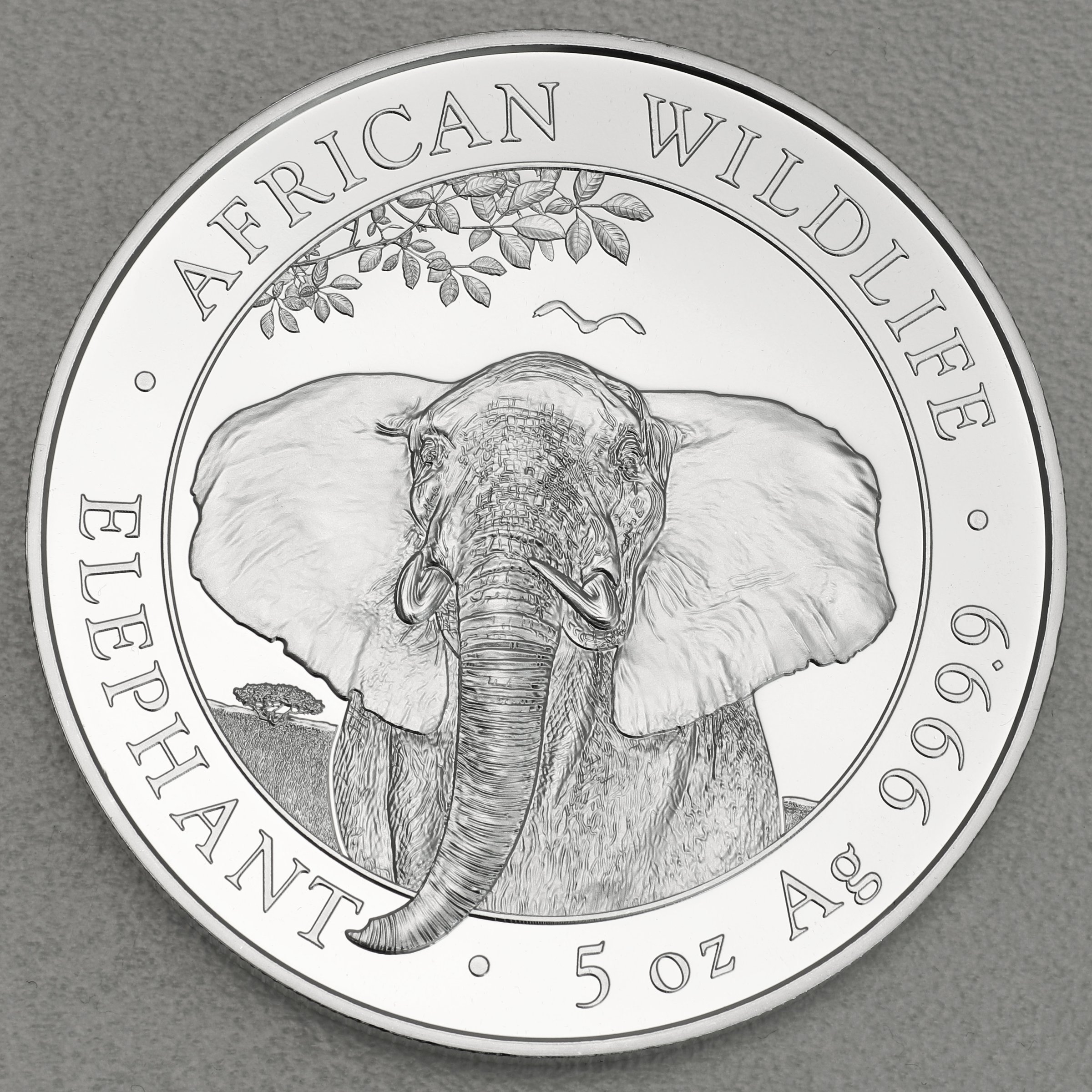 Silbermünze 5oz "Elefant" 2021 African Wildlife (Somalia) - Hauptansicht