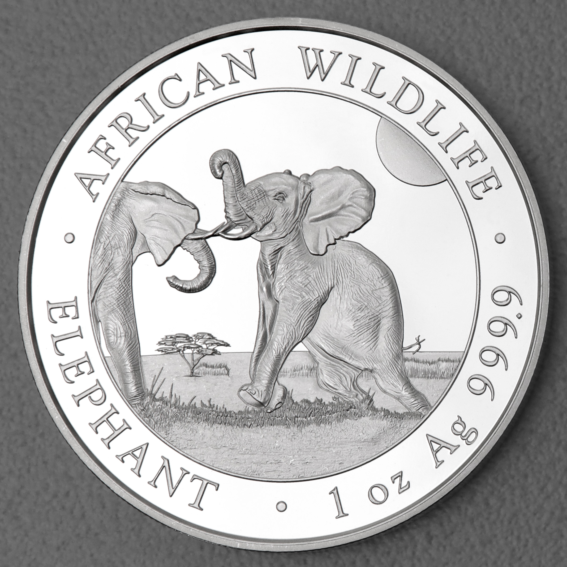 Silbermünze 1oz "Elefant" 2024 African Wildlife diff. (Somalia) - Hauptansicht