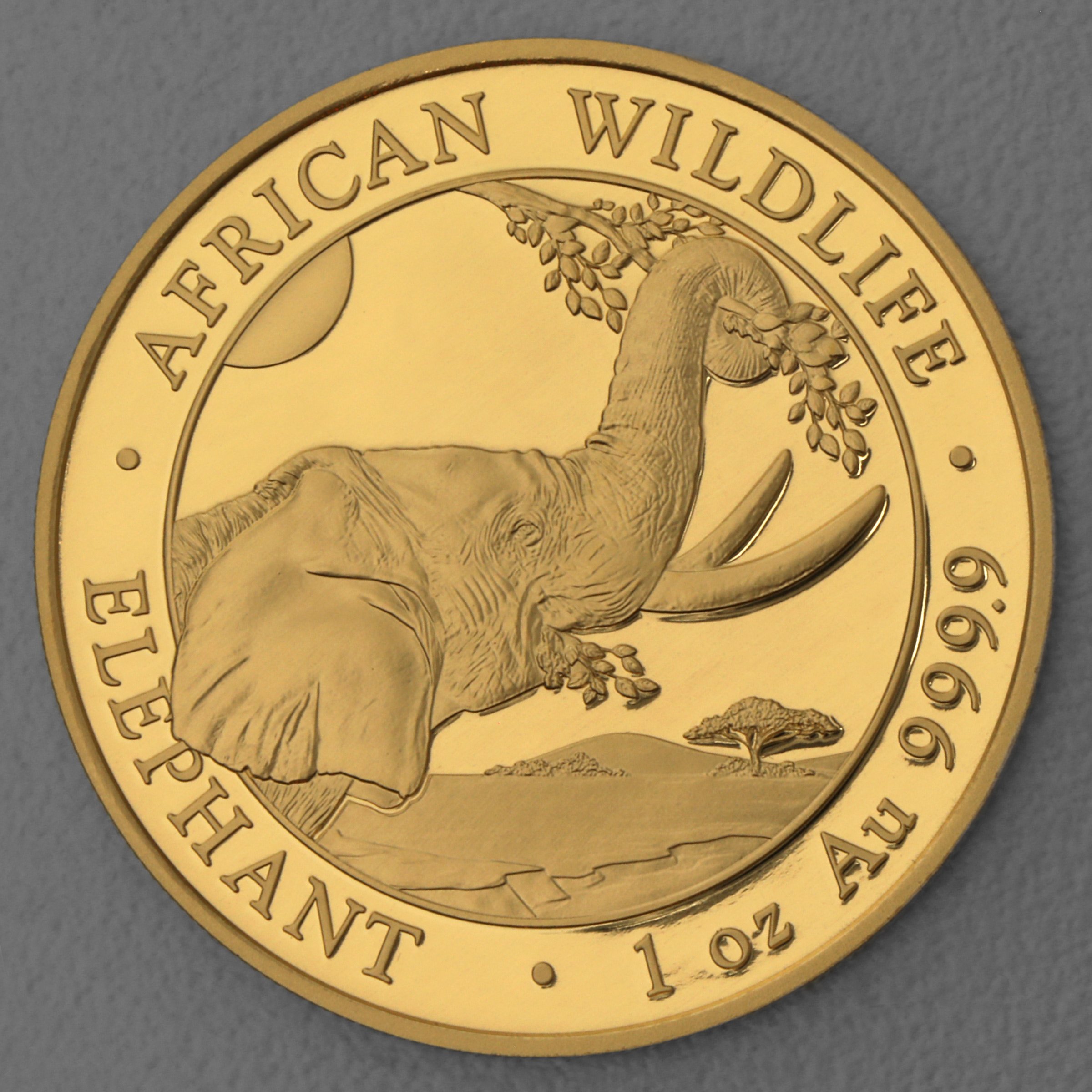 Goldmünze 1oz "Elefant" 2023 African Wildlife (Somalia) - Hauptansicht