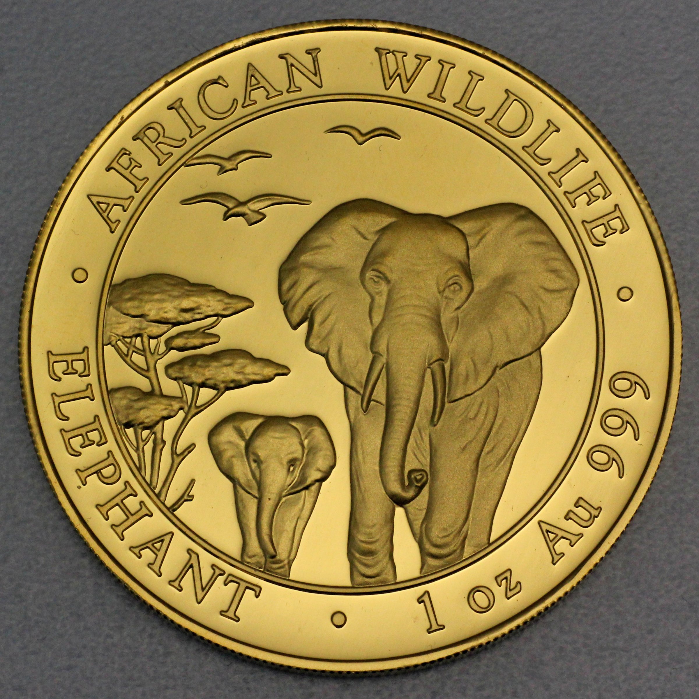 Goldmünze 1oz "Elefant" 2015 African Wildlife (Somalia) - Hauptansicht