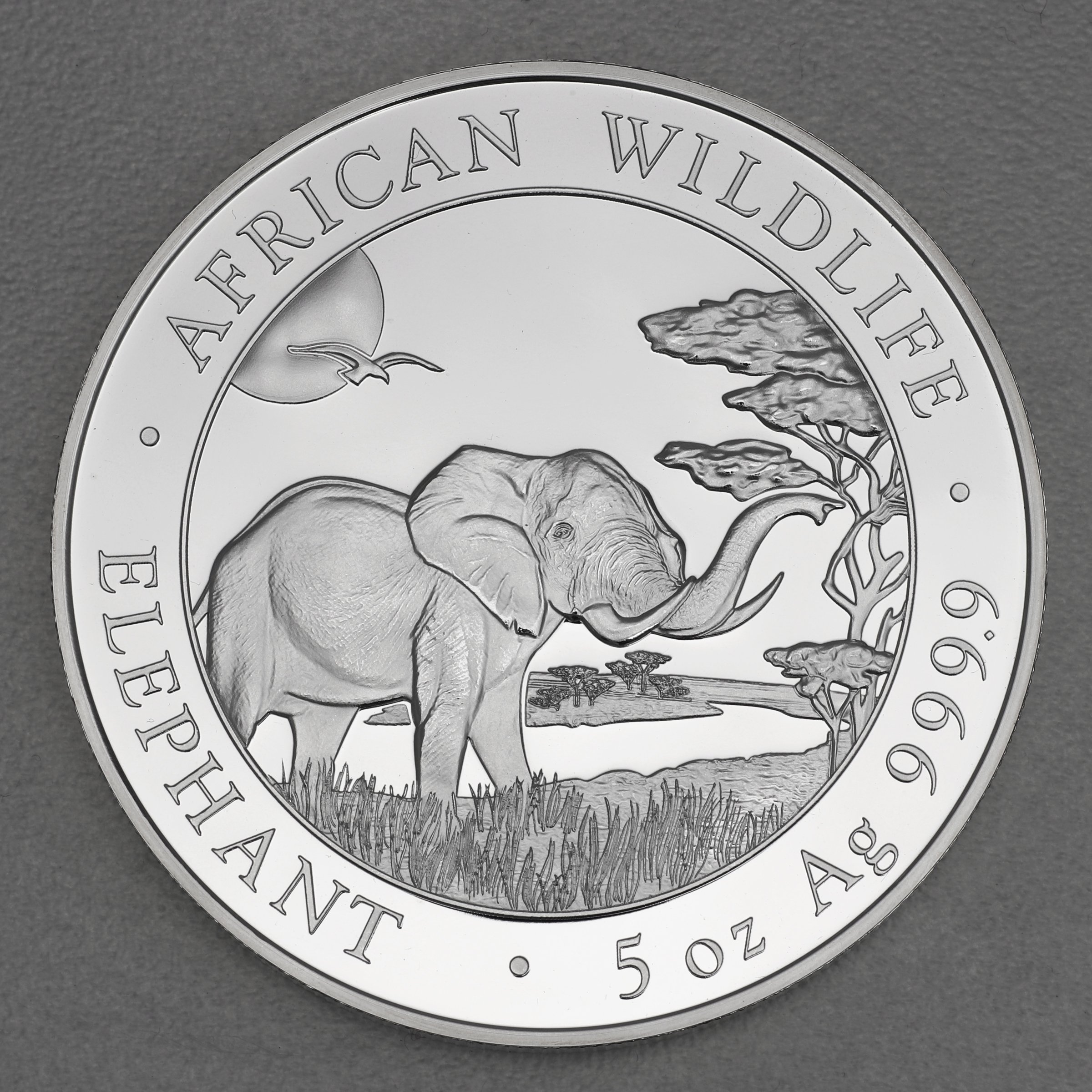Silbermünze 5oz "Elefant" 2019 African Wildlife (Somalia) - Hauptansicht