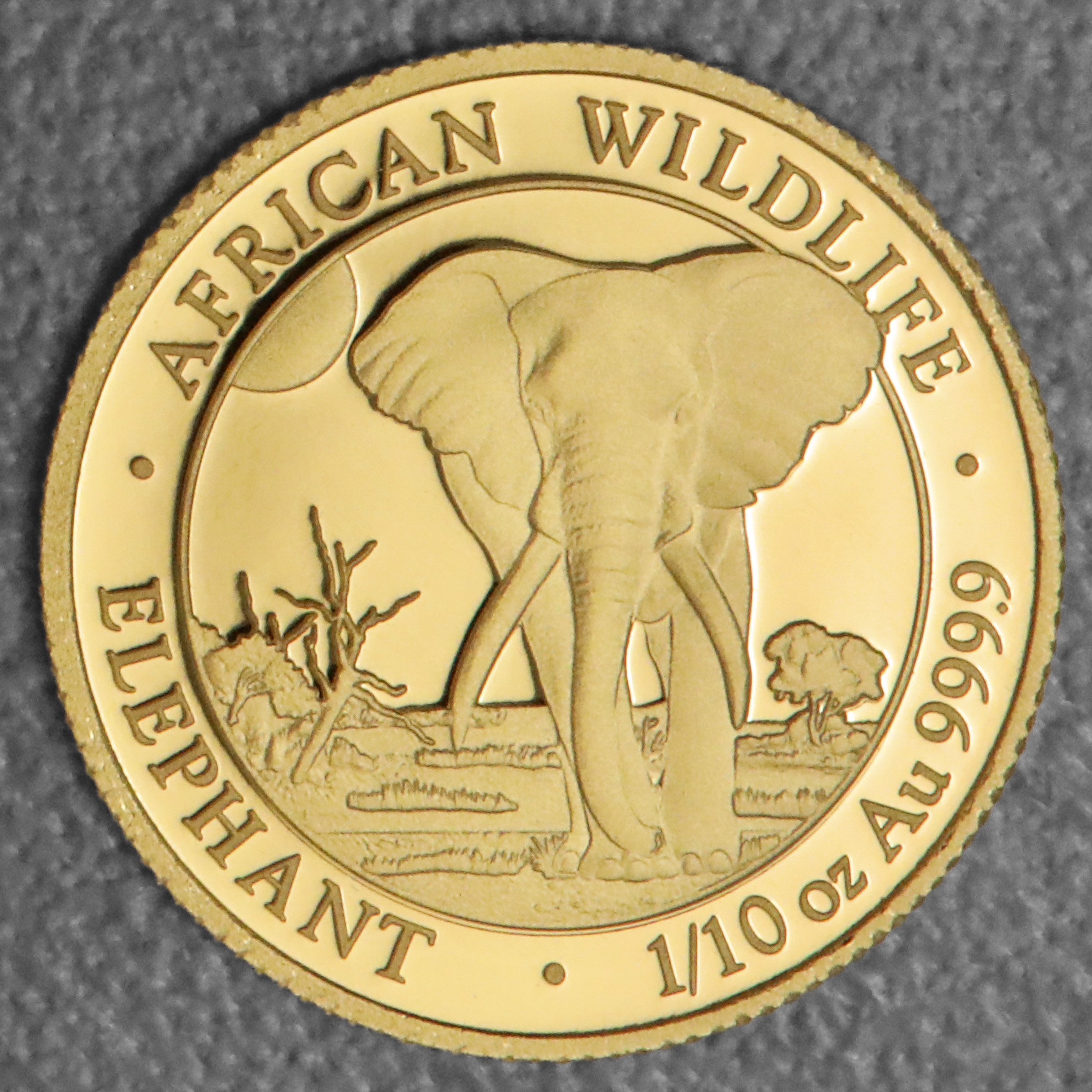 Goldmünze 1/10oz "Elefant" 2025 African Wildlife (Somalia) - Hauptansicht