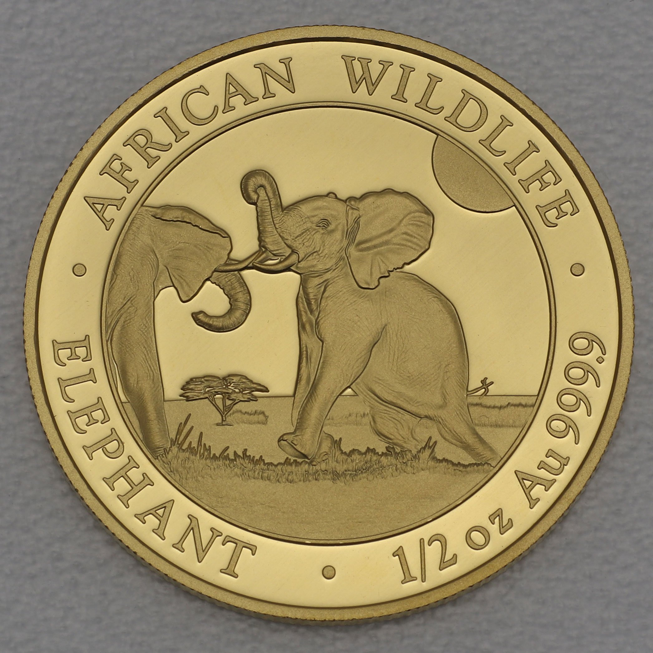 Goldmünze 1/2oz "Elefant" 2024 African Wildlife (Somalia) - Hauptansicht