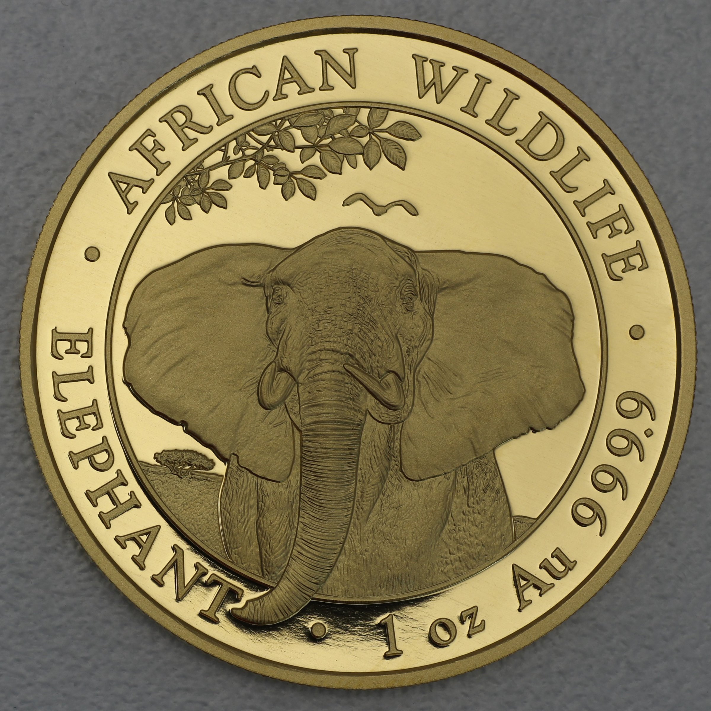 Goldmünze 1oz "Elefant" 2021 African Wildlife (Somalia) - Hauptansicht