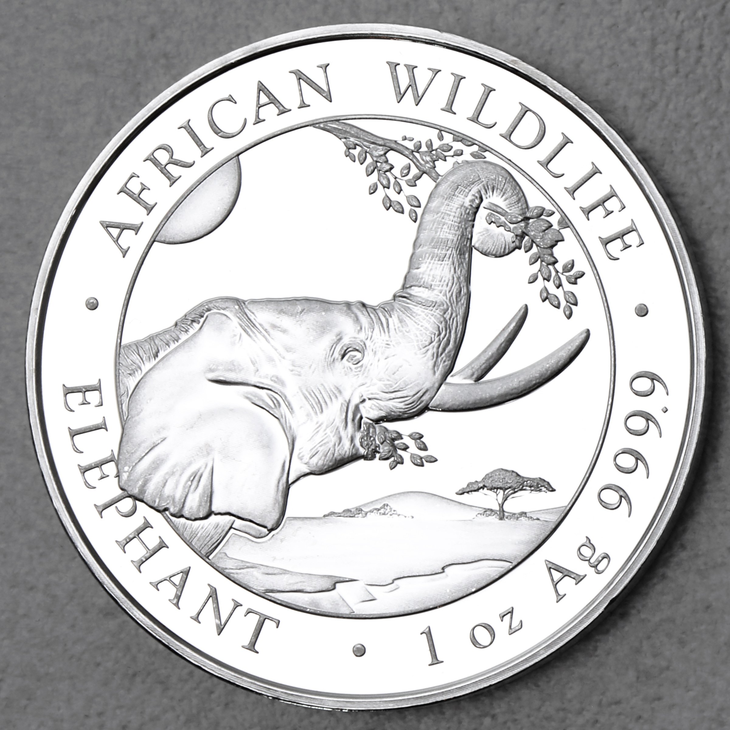 Silbermünze 1oz "Elefant" 2023 African Wildlife diff. (Somalia) - Hauptansicht