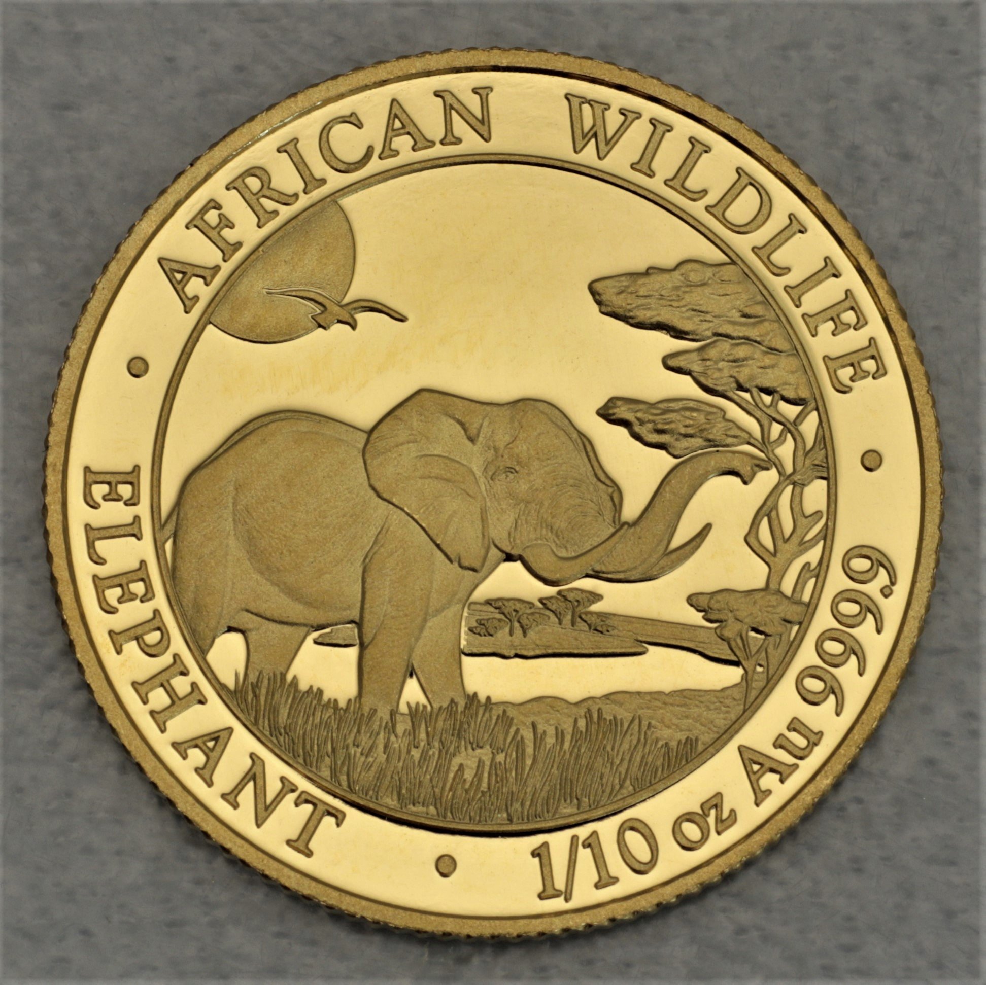 Goldmünze 1/10oz "Elefant" 2019 African Wildlife (Somalia) - Hauptansicht