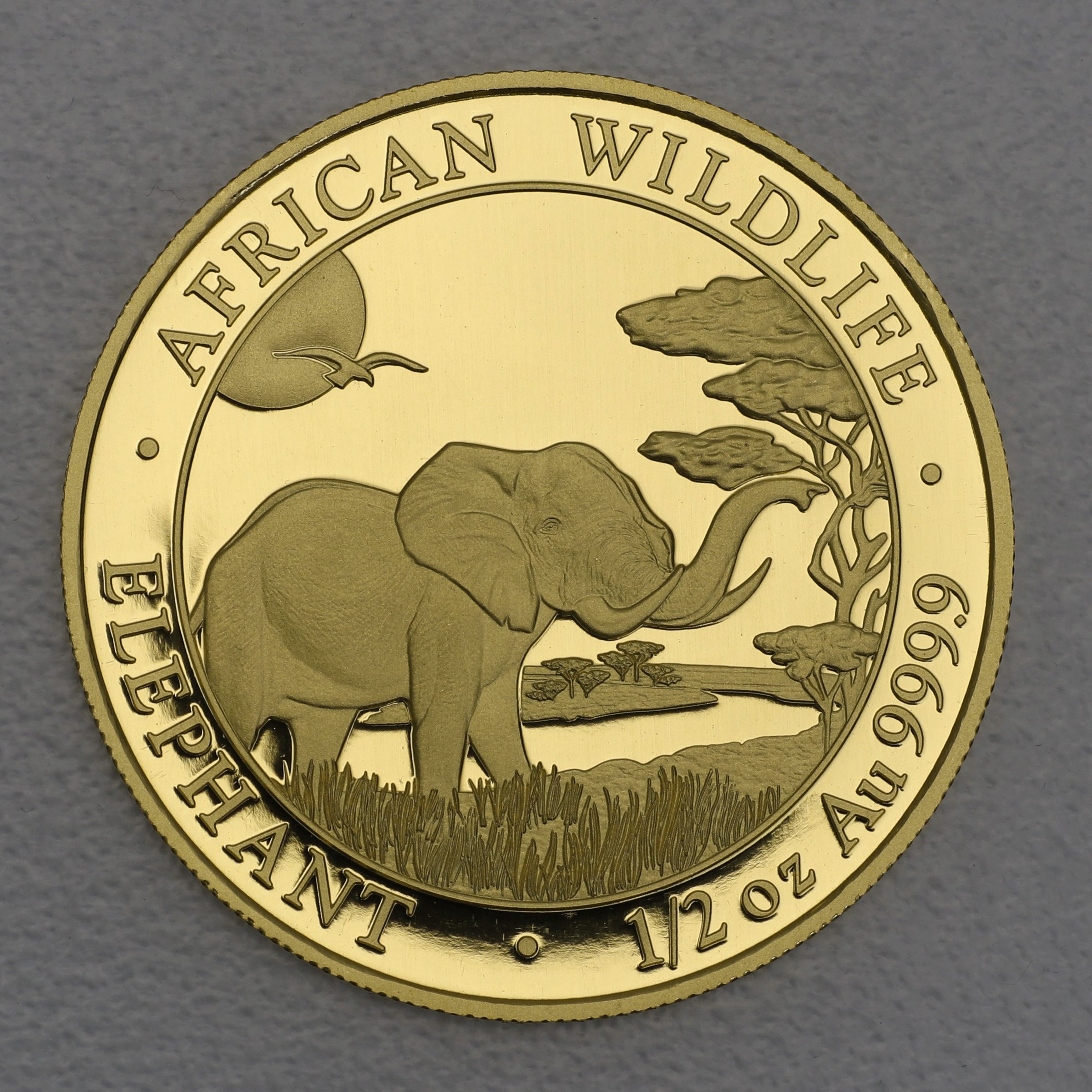 Goldmünze 1/2oz "Elefant" 2019 African Wildlife (Somalia) - Hauptansicht