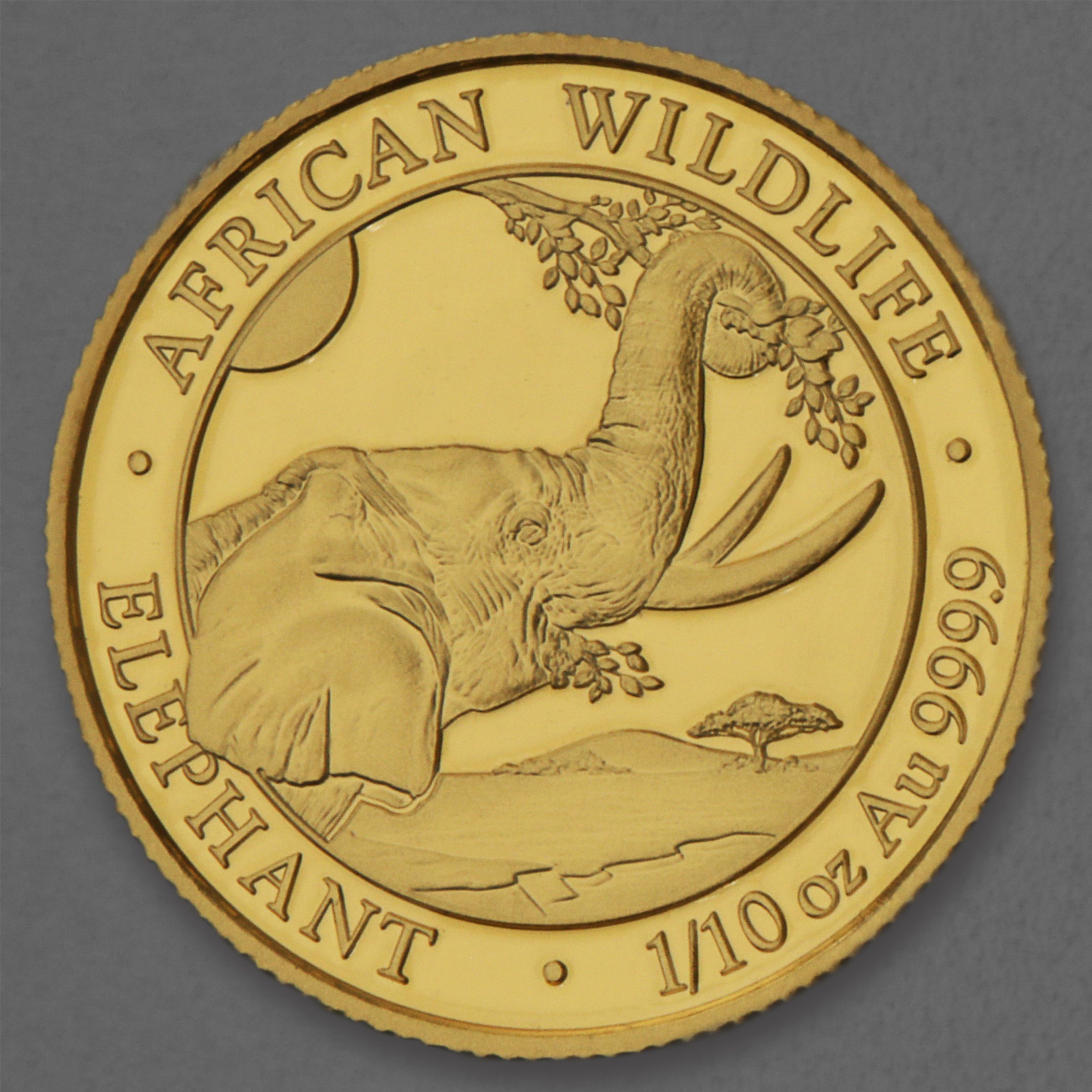 Goldmünze 1/10oz "Elefant" 2023 African Wildlife (Somalia) - Hauptansicht