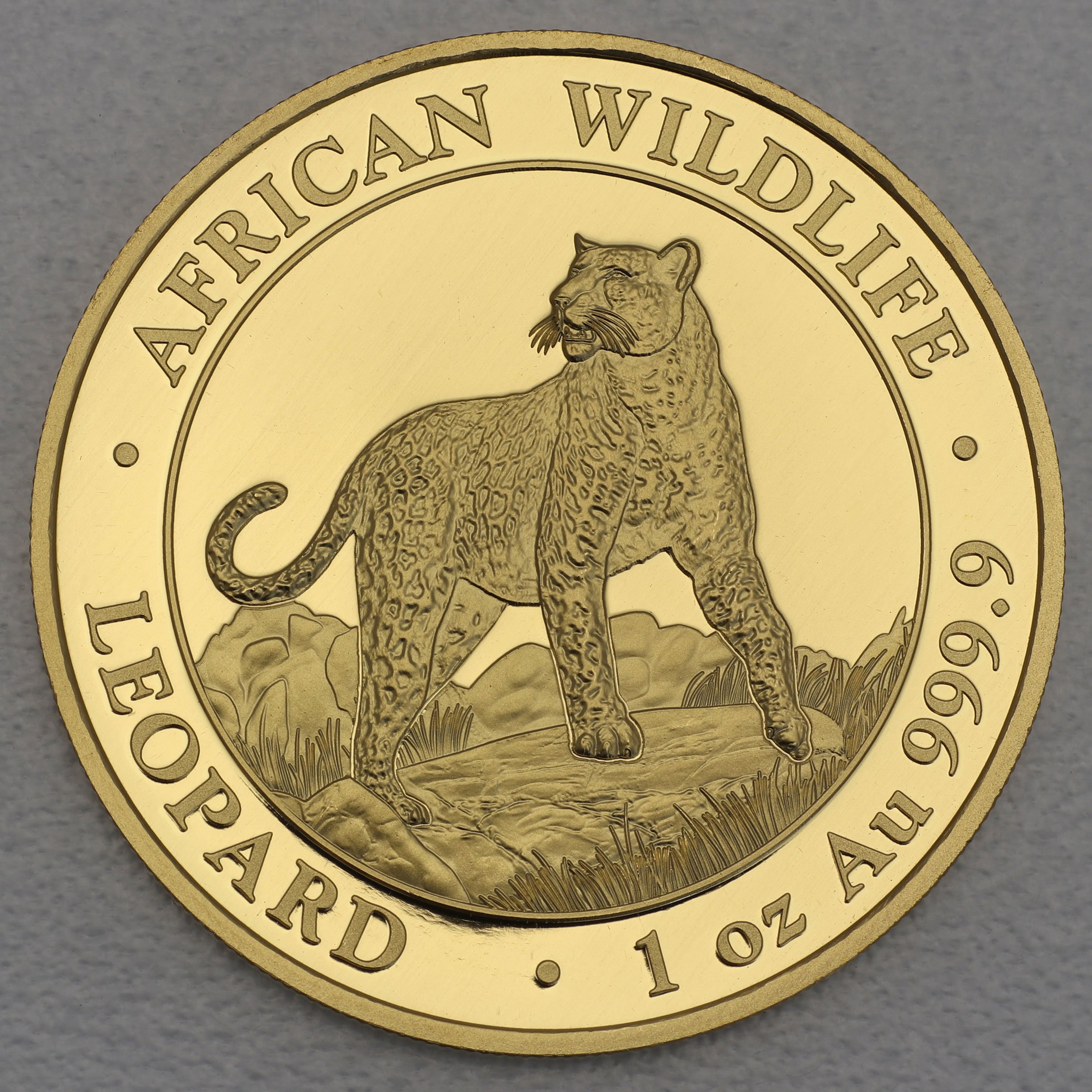 Goldmünze 1oz "Leopard" 2022 African Wildlife (Somalia) - Hauptansicht