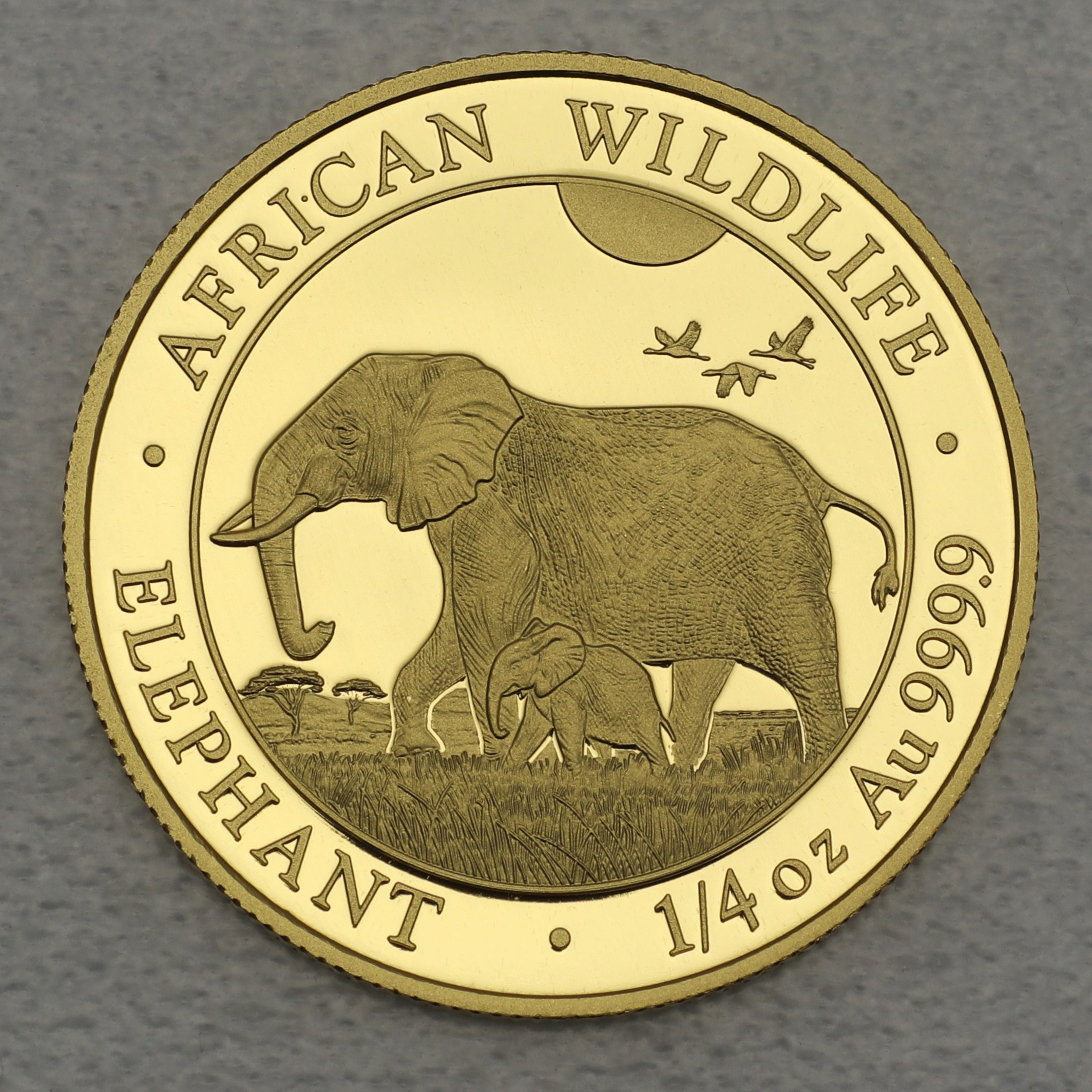 Goldmünze 1/4oz "Elefant" 2022 African Wildlife (Somalia) - Hauptansicht