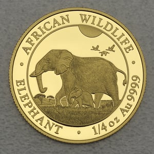 Goldmünze 1/4oz "Elefant" 2022 African Wildlife (Somalia) - Hauptansicht