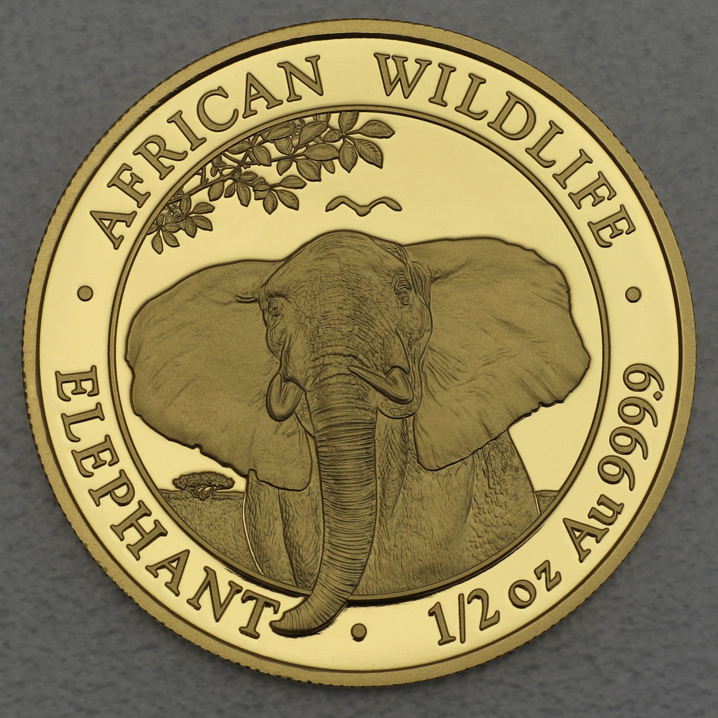 Goldmünze 1/2oz "Elefant" 2021 African Wildlife (Somalia) - Hauptansicht