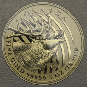 Goldmünze 1oz "Bulking Elk" 2017 Call of the wild (Kanada) - Hauptansicht