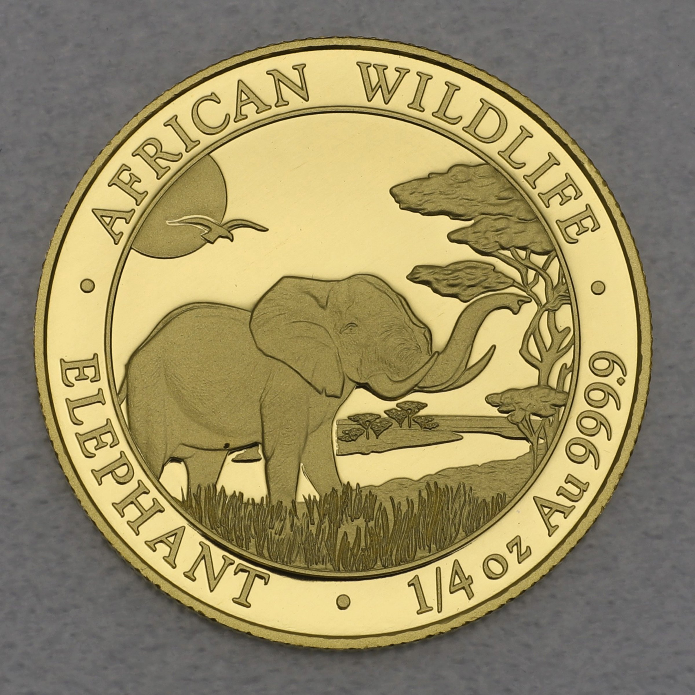 Goldmünze 1/4oz "Elefant" 2019 African Wildlife (Somalia) - Hauptansicht