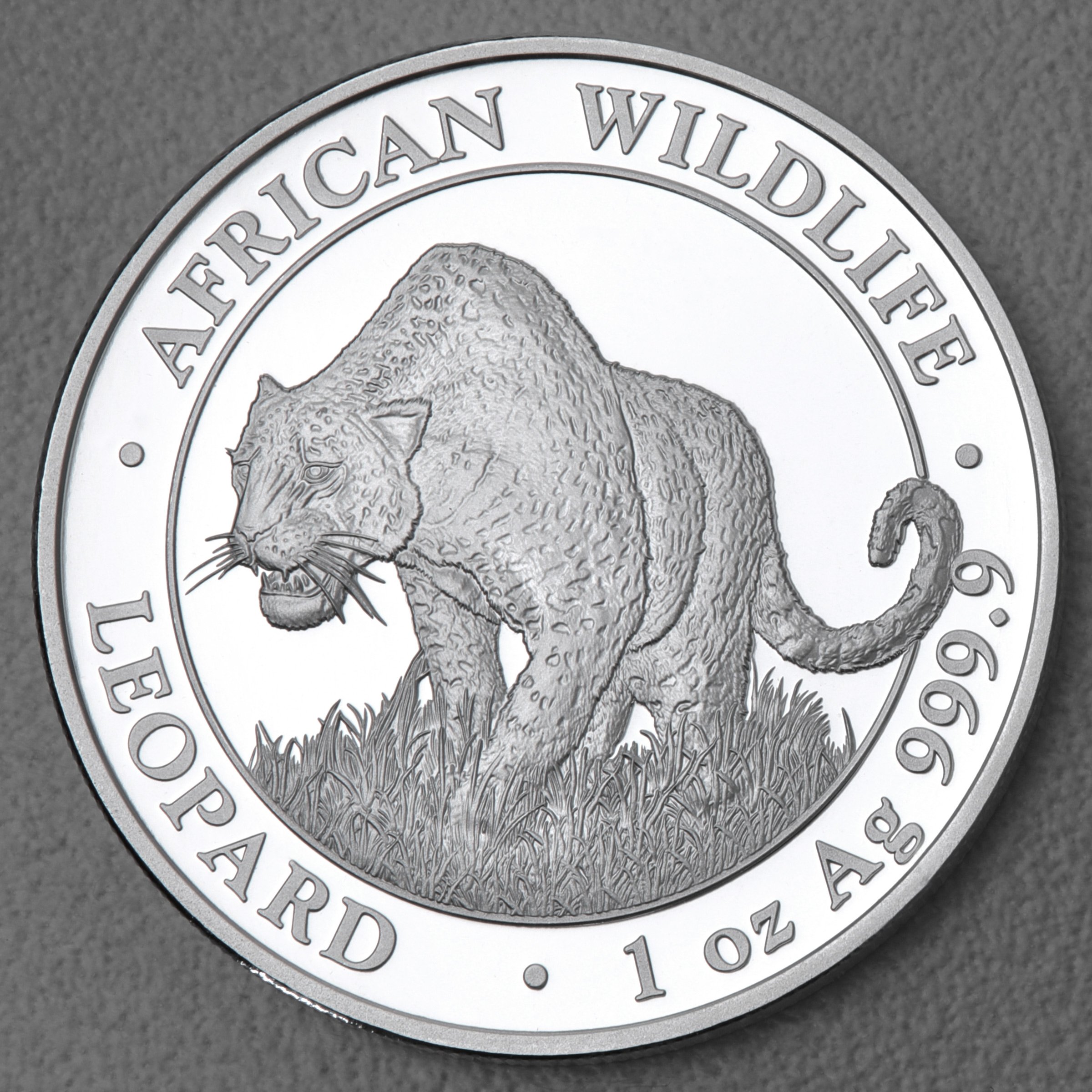 Silbermünze 1oz "Leopard" 2023 African Wildlife diff. (Somalia) - Hauptansicht