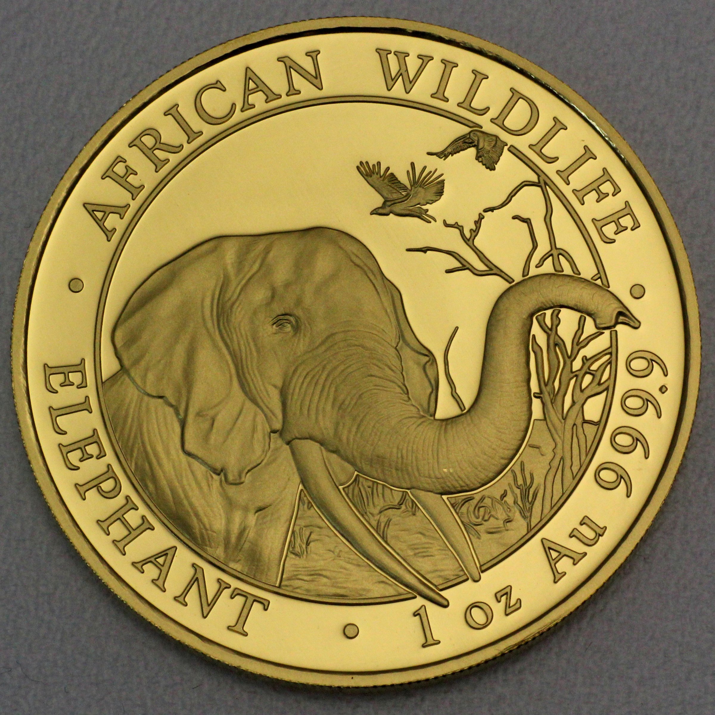 Goldmünze 1oz "Elefant" 2018 African Wildlife (Somalia) - Hauptansicht