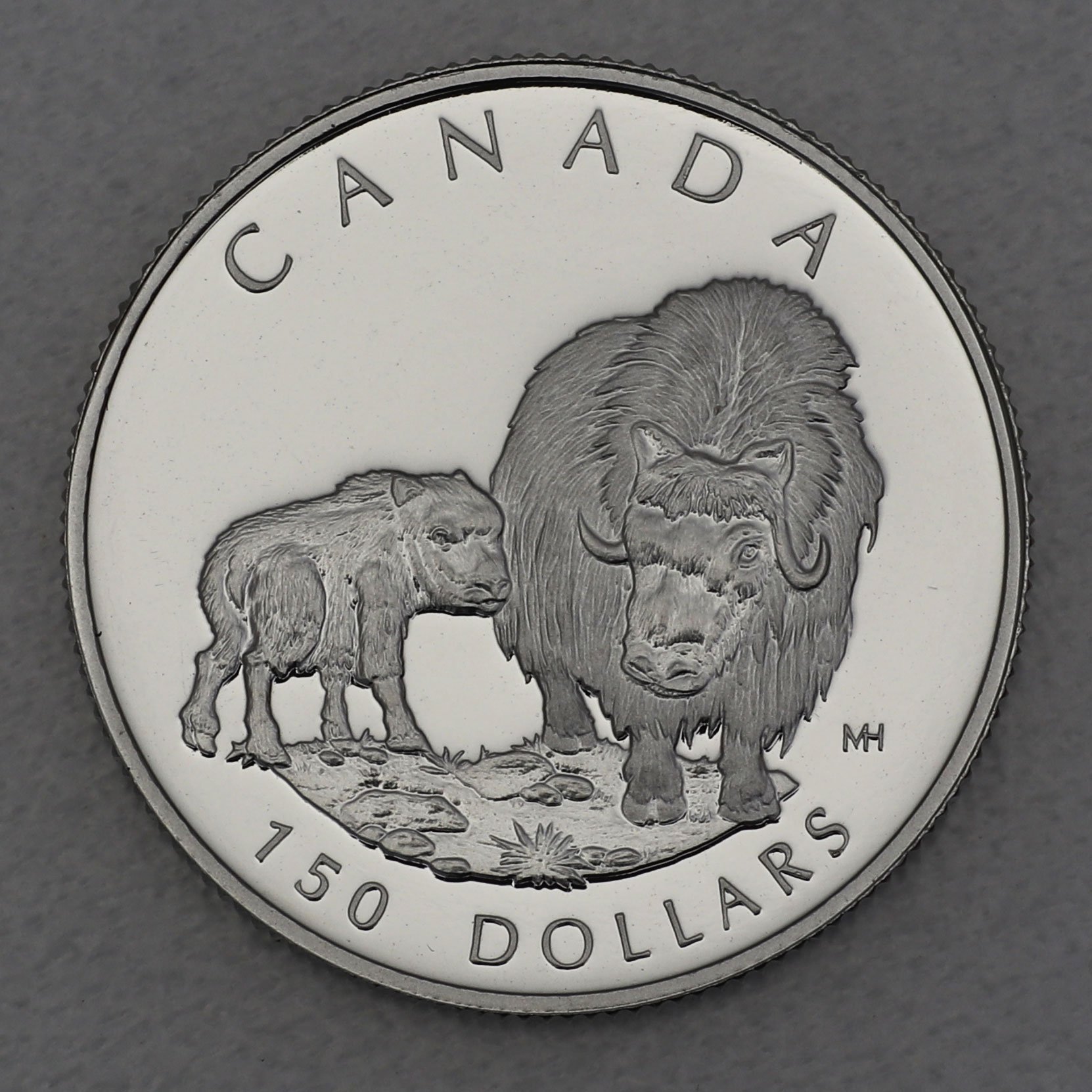 Platinmünze 1/2oz "Muskox" 1999 Wildlife Canada (Kanada) - Hauptansicht