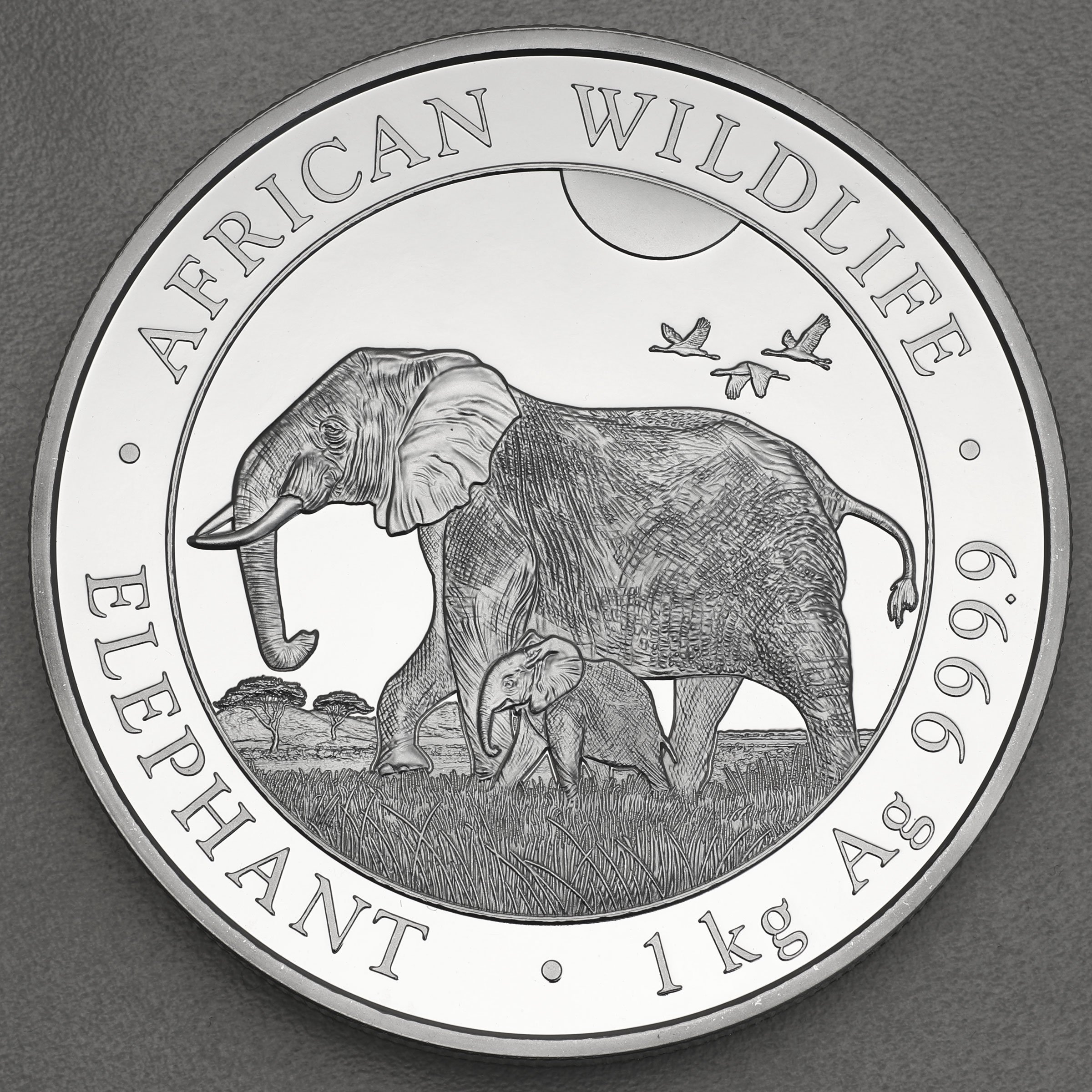 Silbermünze 1kg "Elefant" 2022 African Wildlife (Somalia) - Hauptansicht