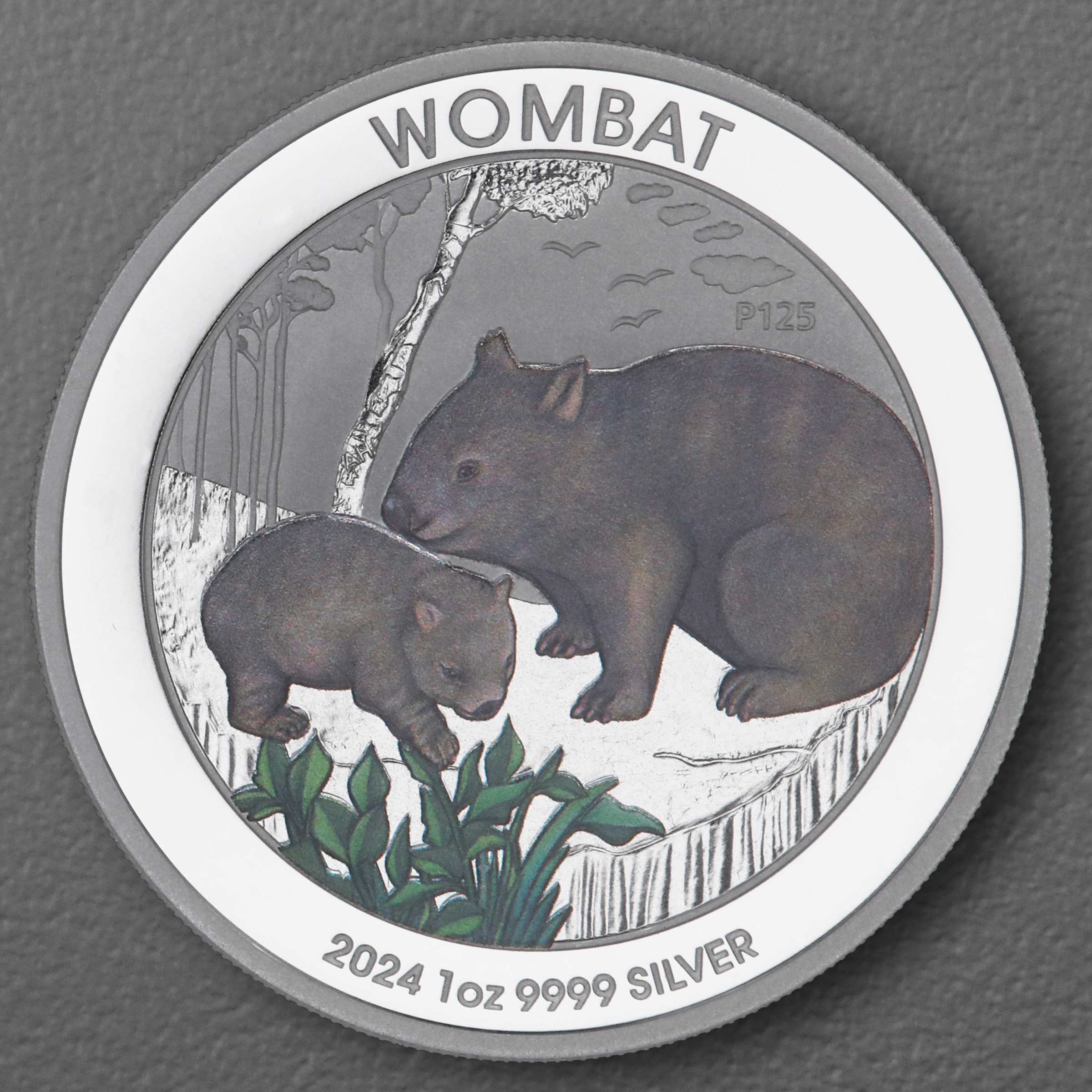 Silbermünze 1oz "Wombat" 2024 (koloriert) (Australien) - Hauptansicht