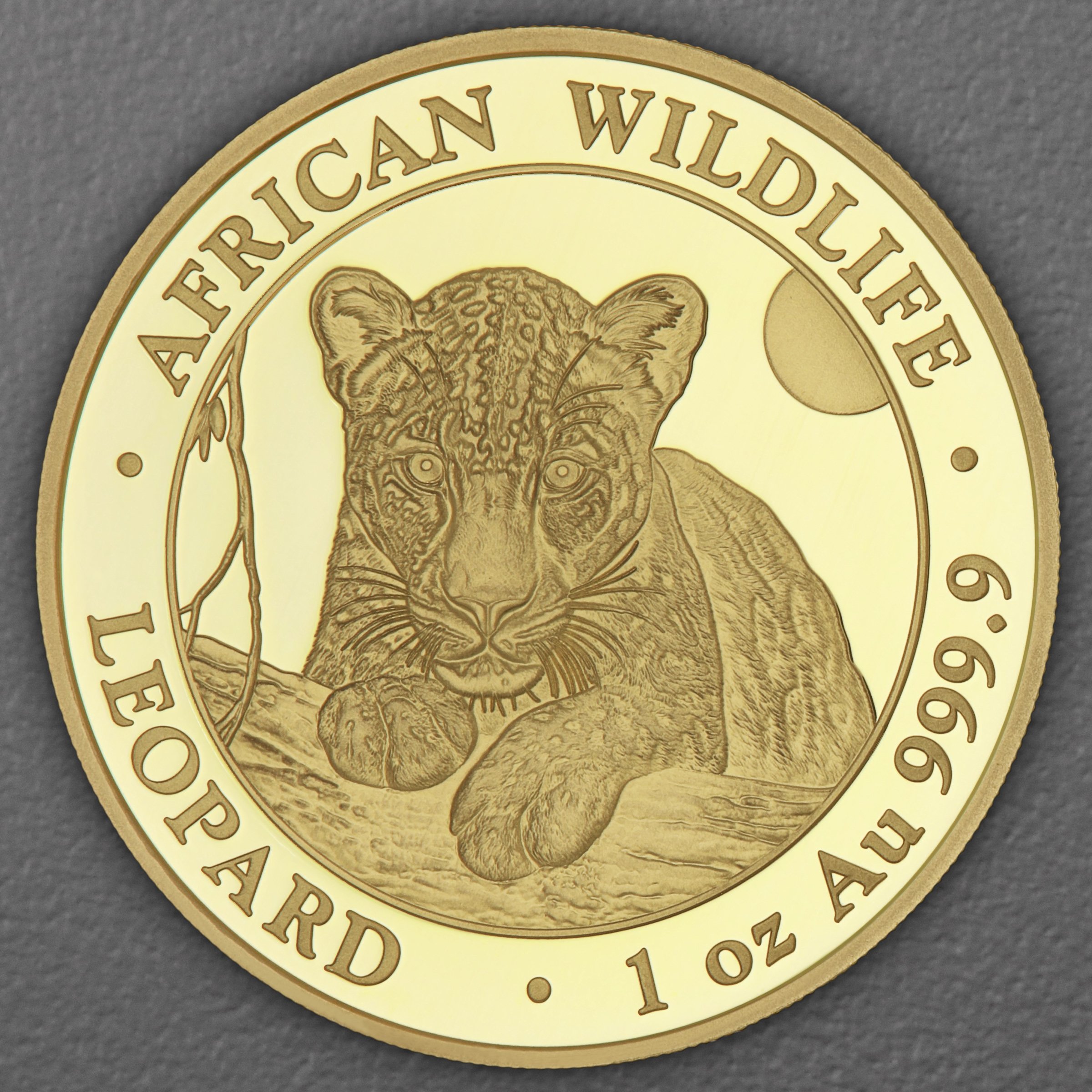 Goldmünze 1oz "Leopard" 2025 African Wildlife (Somalia) - Hauptansicht