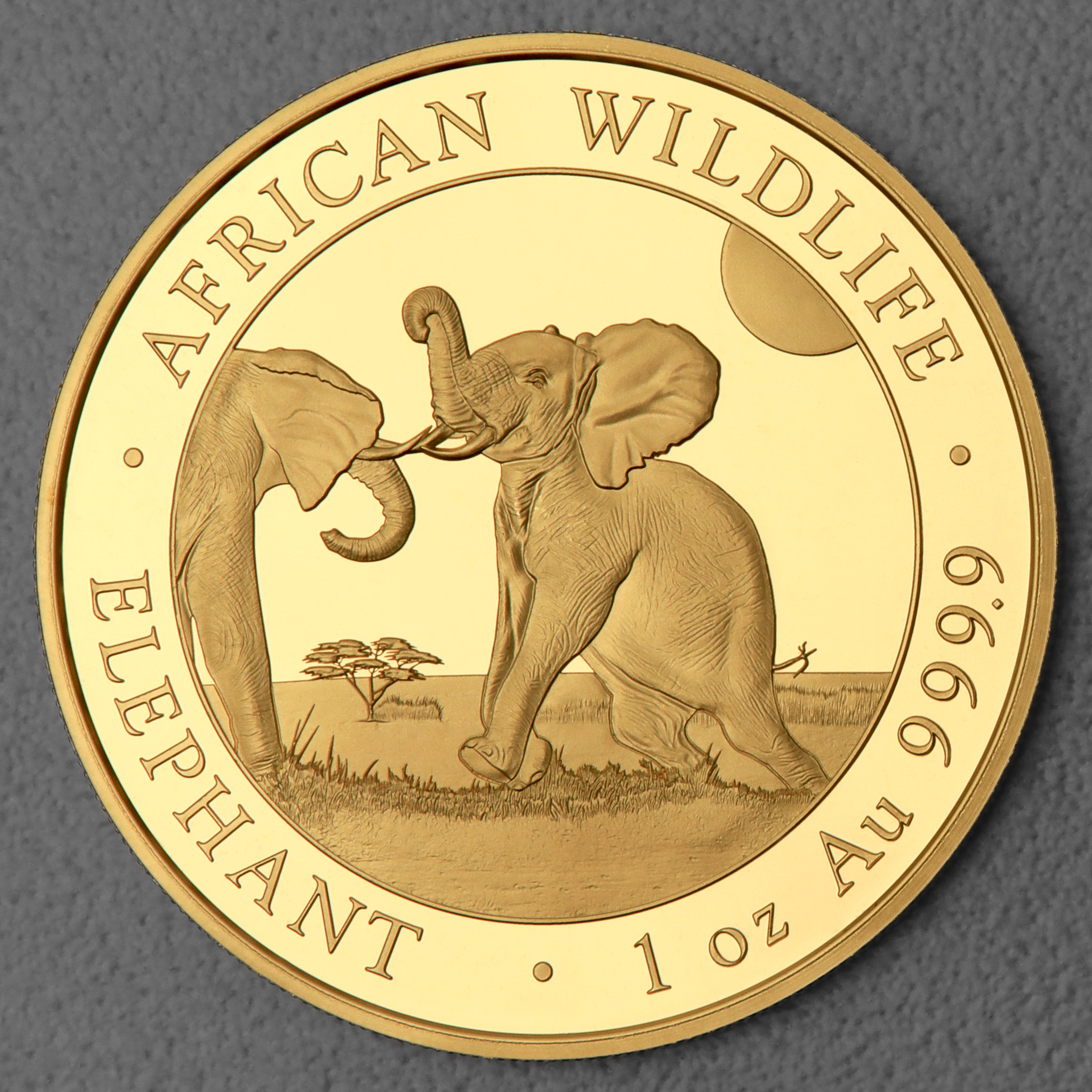 Goldmünze 1oz "Elefant" 2024 African Wildlife (Somalia) - Hauptansicht
