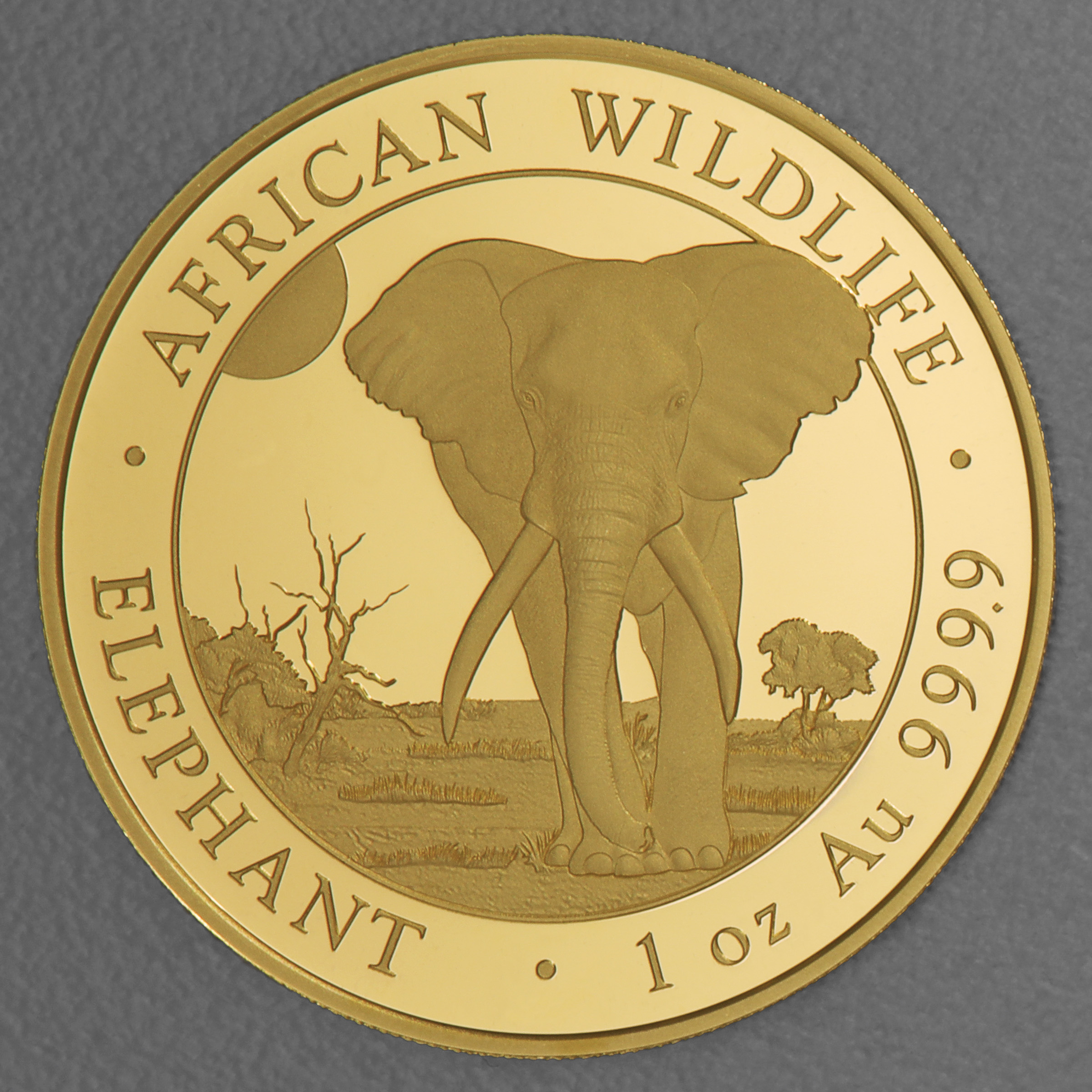 Goldmünze 1oz "Elefant" 2025 African Wildlife (Somalia) - Hauptansicht