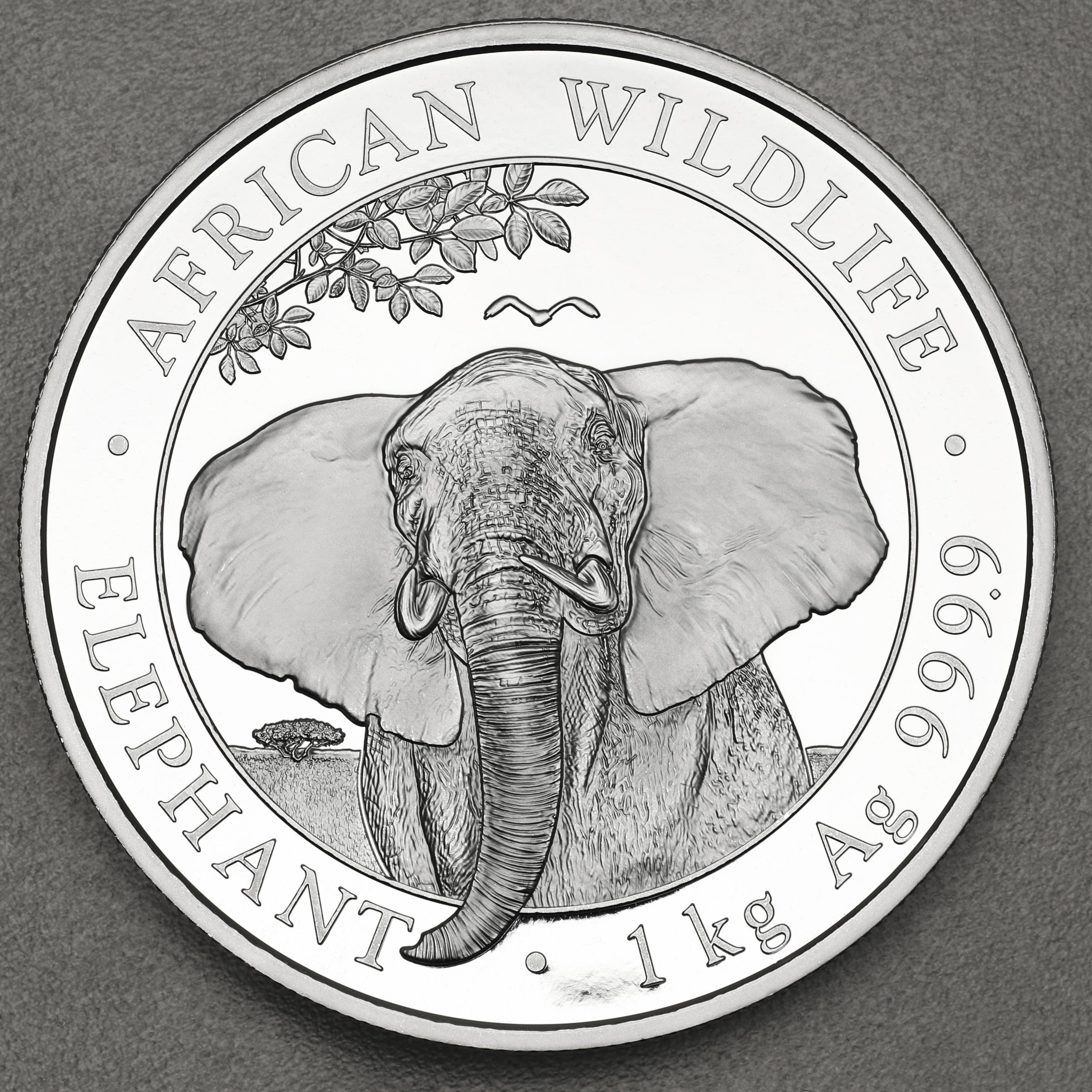 Silbermünze 1kg "Elefant" 2021 African Wildlife (Somalia) - Hauptansicht