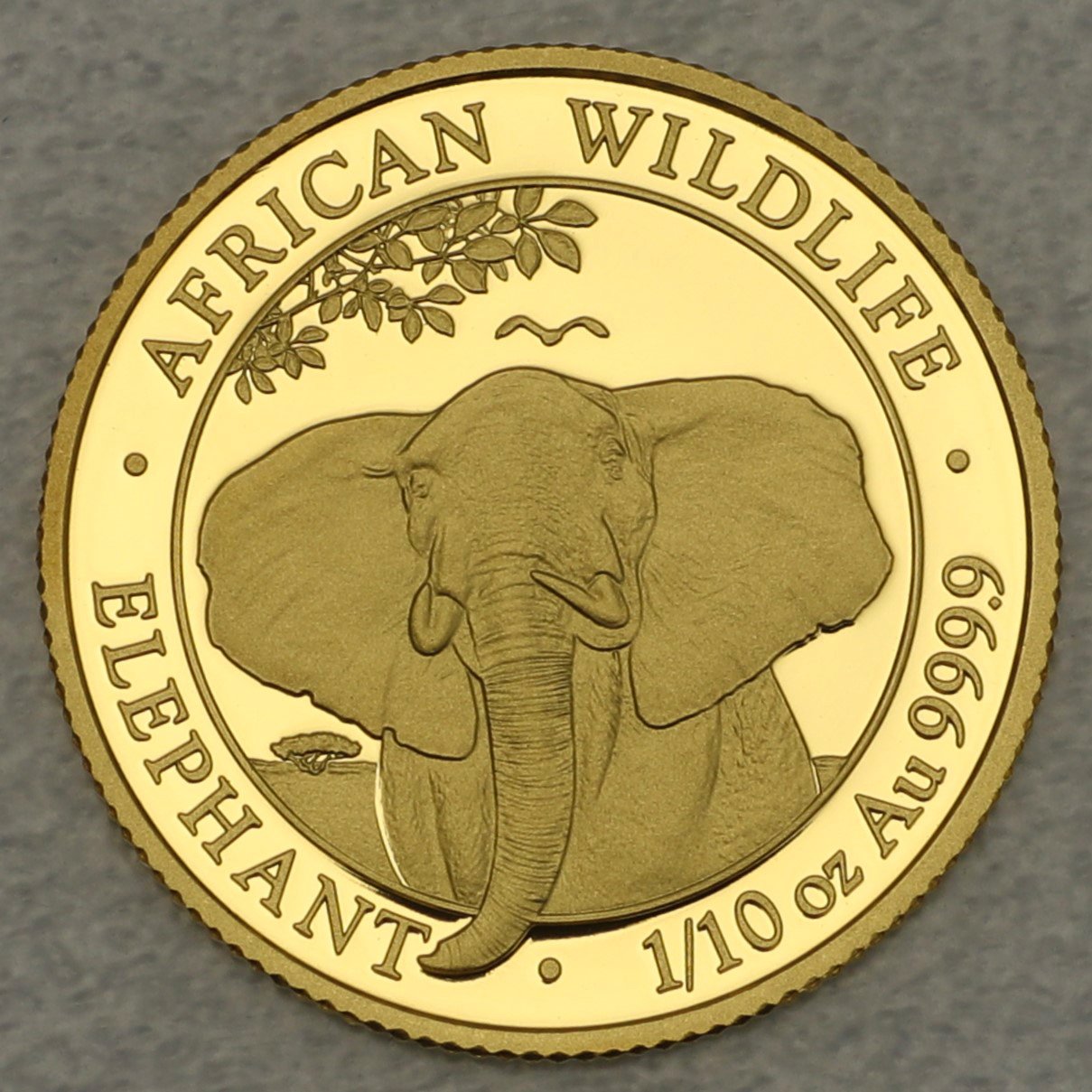 Goldmünze 1/10oz "Elefant" 2021 African Wildlife (Somalia) - Hauptansicht