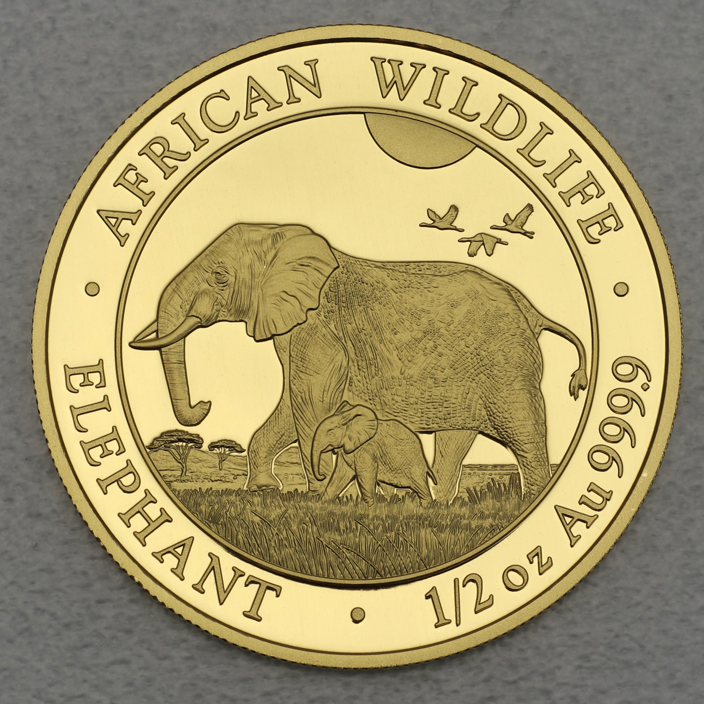 Goldmünze 1/2oz "Elefant" 2022 African Wildlife (Somalia) - Hauptansicht