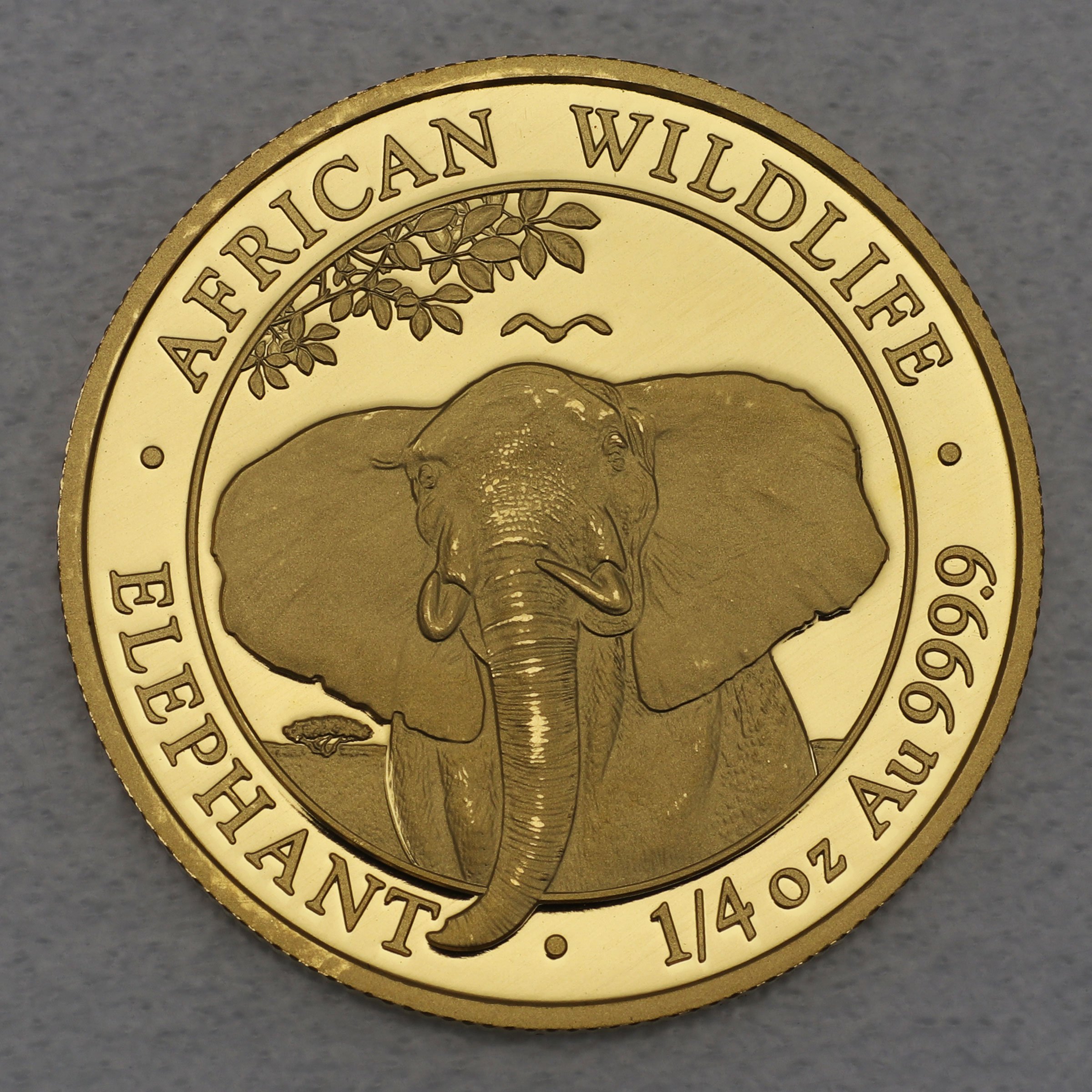 Goldmünze 1/4oz "Elefant" 2021 African Wildlife (Somalia) - Hauptansicht