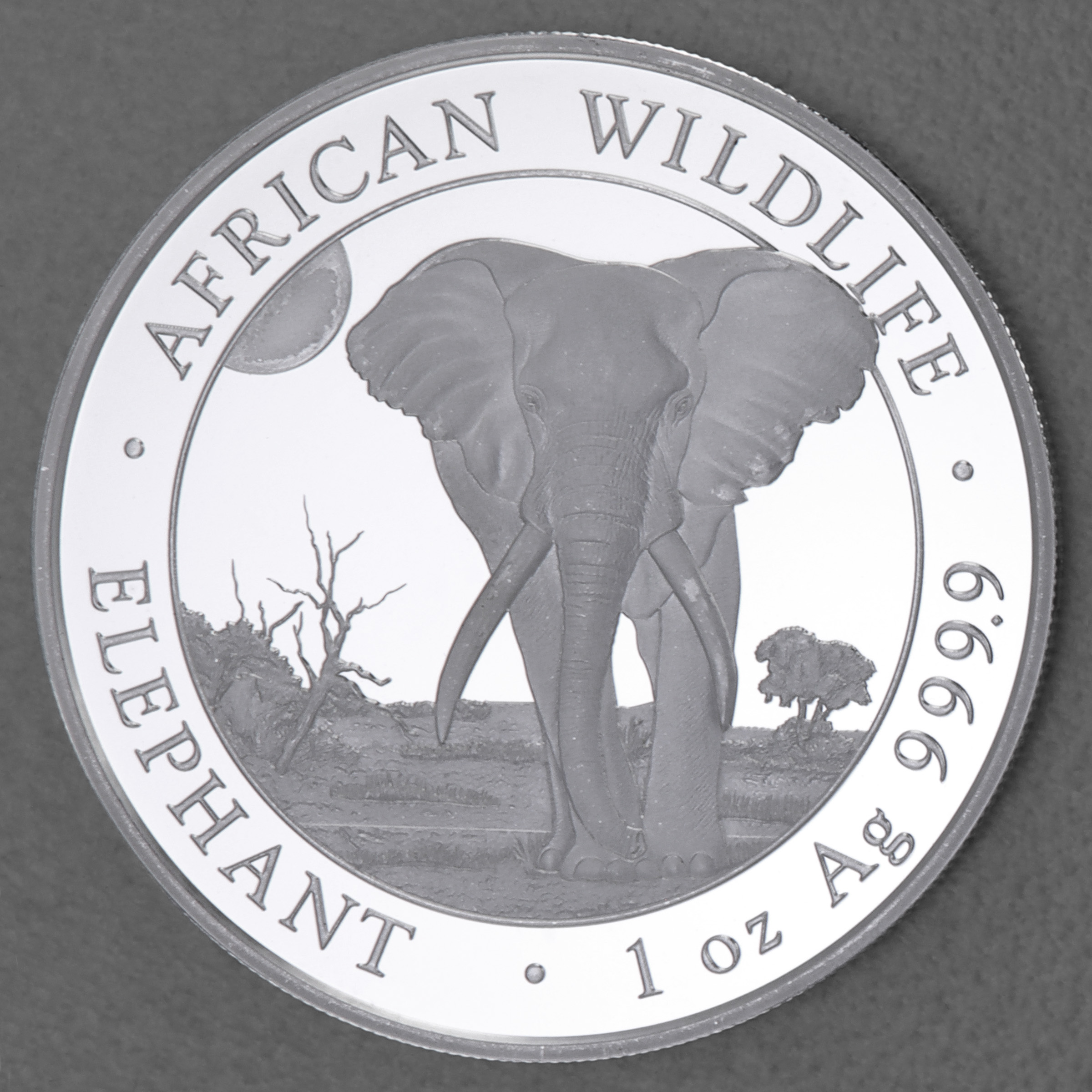 Silbermünze 1oz "Elefant" 2025 African Wildlife diff. (Somalia) - Hauptansicht