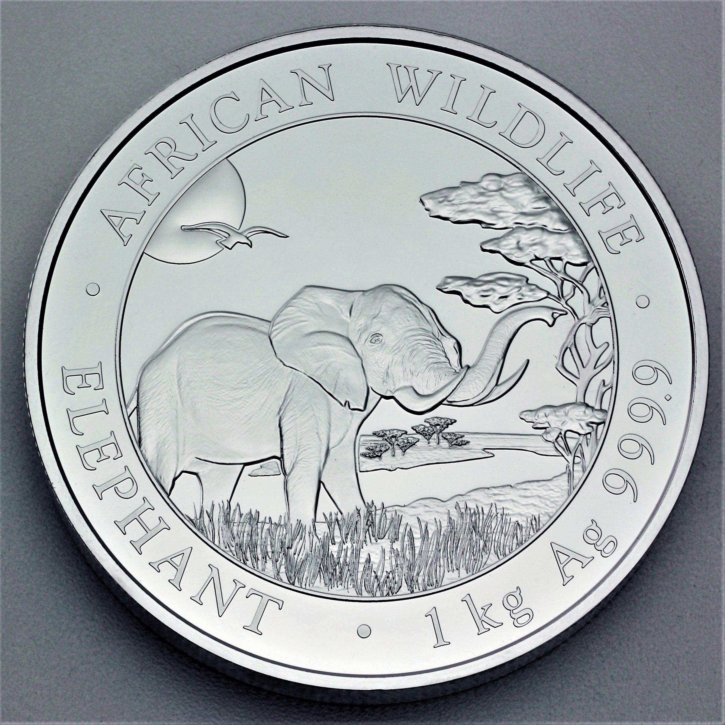 Silbermünze 1kg "Elefant" 2019 African Wildlife (Somalia) - Hauptansicht