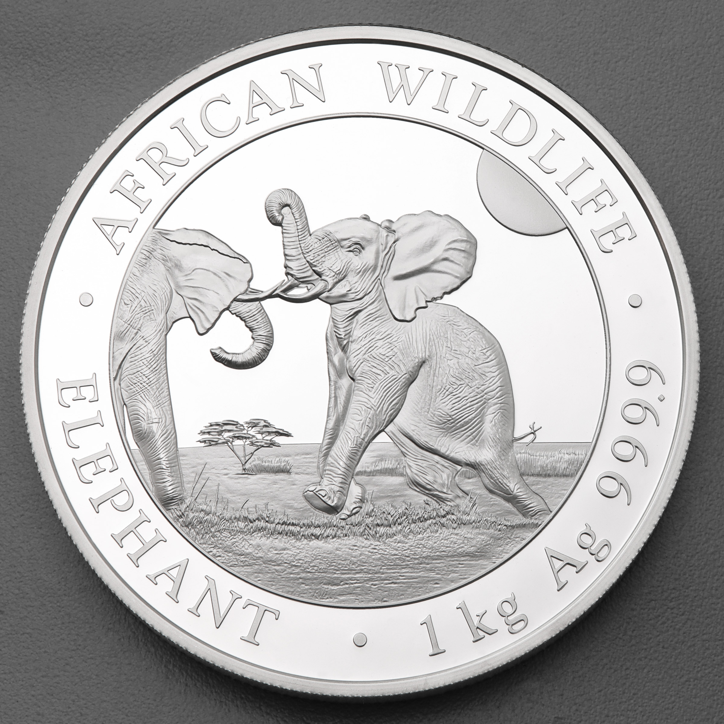 Silbermünze 1kg "Elefant" 2024 African Wildlife diff. (Somalia) - Hauptansicht