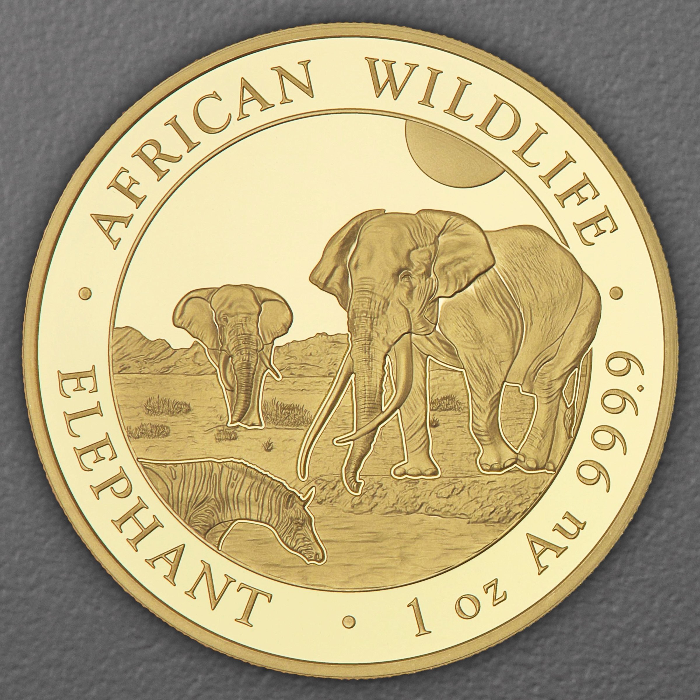 Goldmünze 1oz "Elefant" 2026 African Wildlife (Somalia) - Hauptansicht