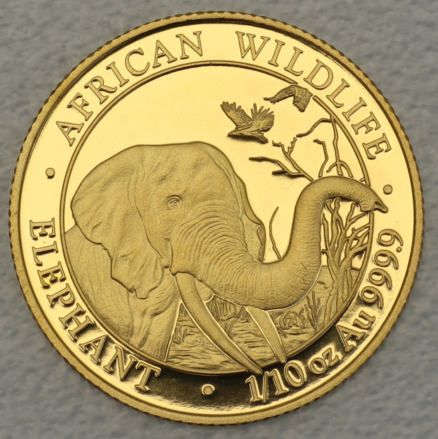 Goldmünze 1/10oz "Elefant" 2018 African Wildlife (Somalia) - Hauptansicht