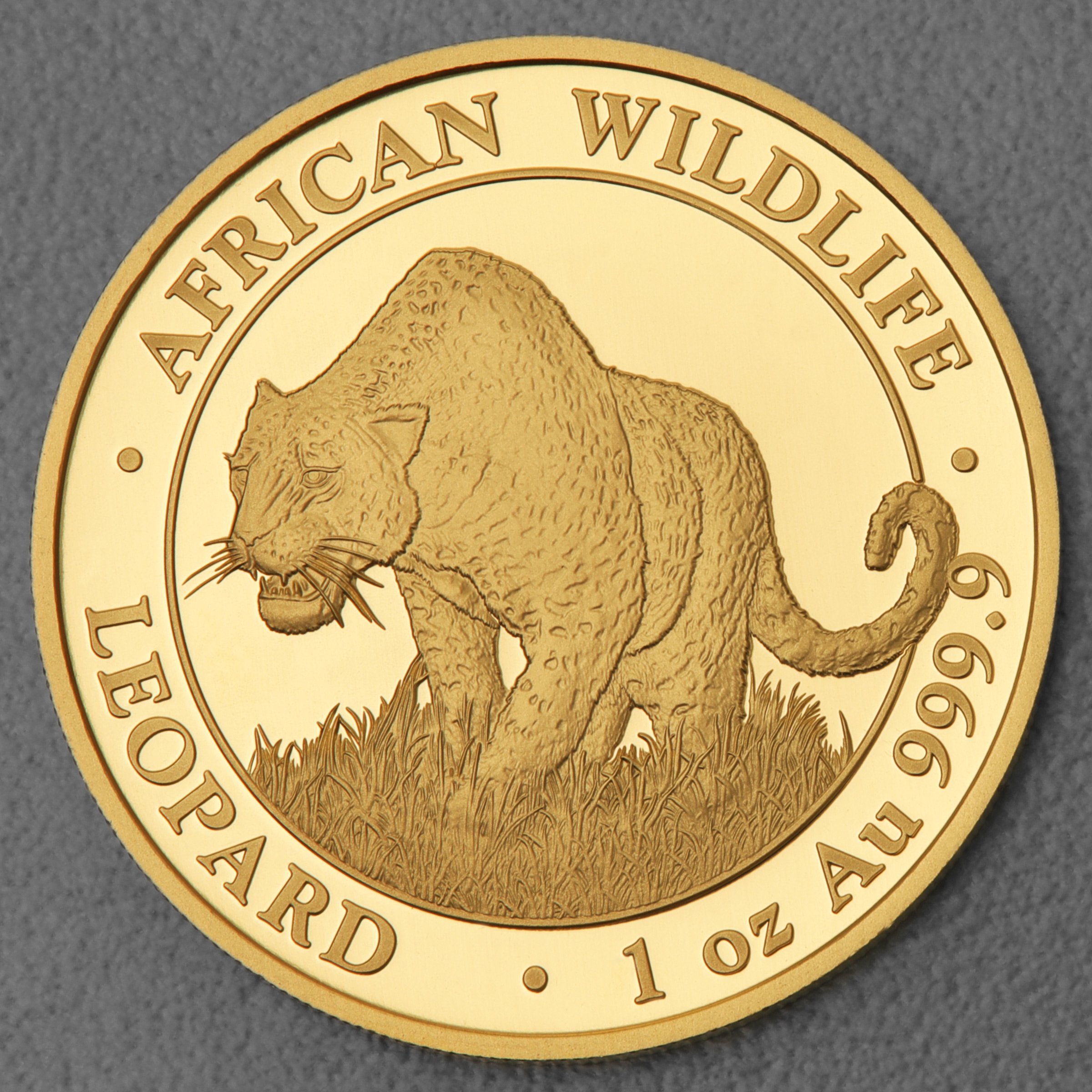 Goldmünze 1oz "Leopard" 2023 African Wildlife (Somalia) - Hauptansicht